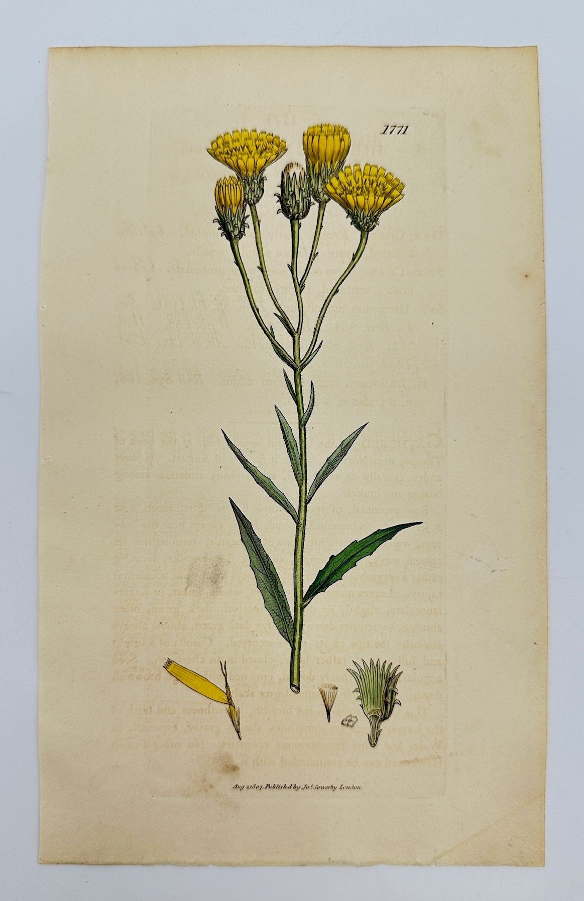 Antique Print - Sowerby - Hieracium Umbellatum - Narrow-leaved Hawkweed - F1