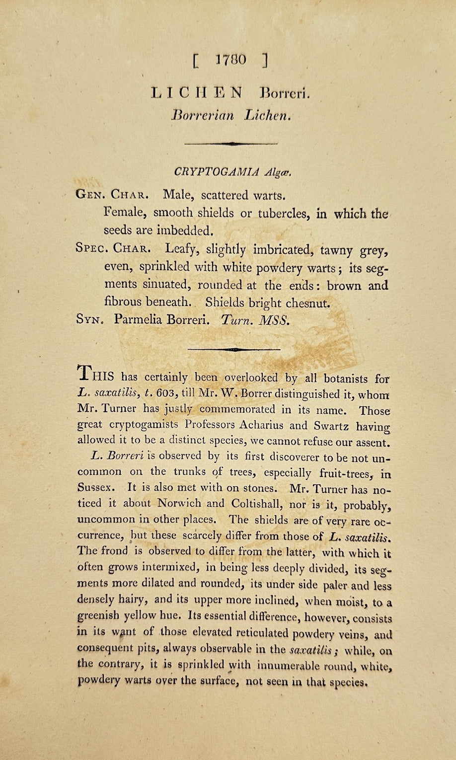 Antique Botanical Print - James Sowerby - Lichen Borreri - Borrer's Lichen - F1