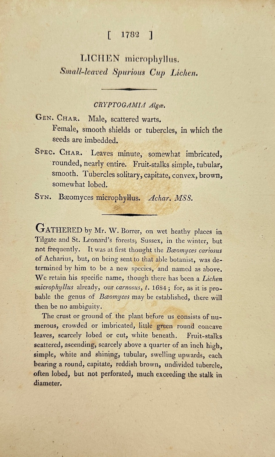 Antique Print - James Sowerby - Lichen Microphyllus - Microphyllous Lichen - F1