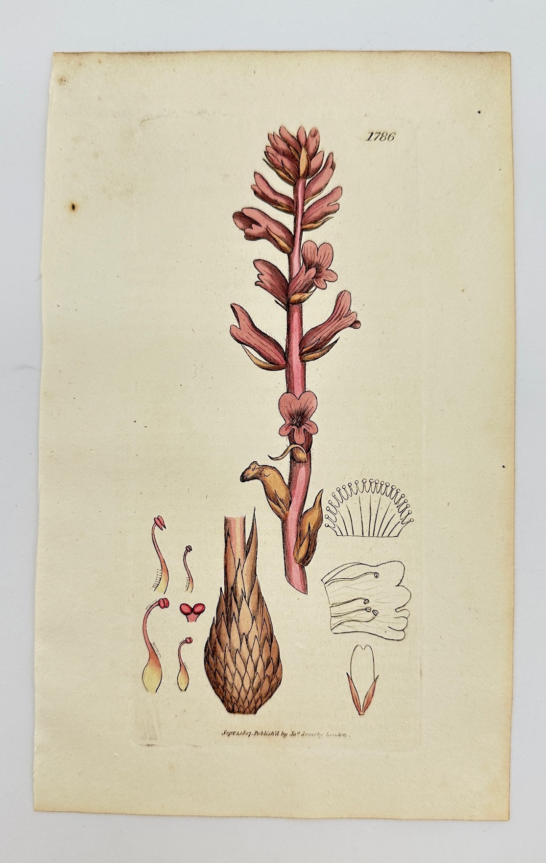 Antique Botanical Print - James Sowerby - Orobanche Rubra - Red Broomrape - F1