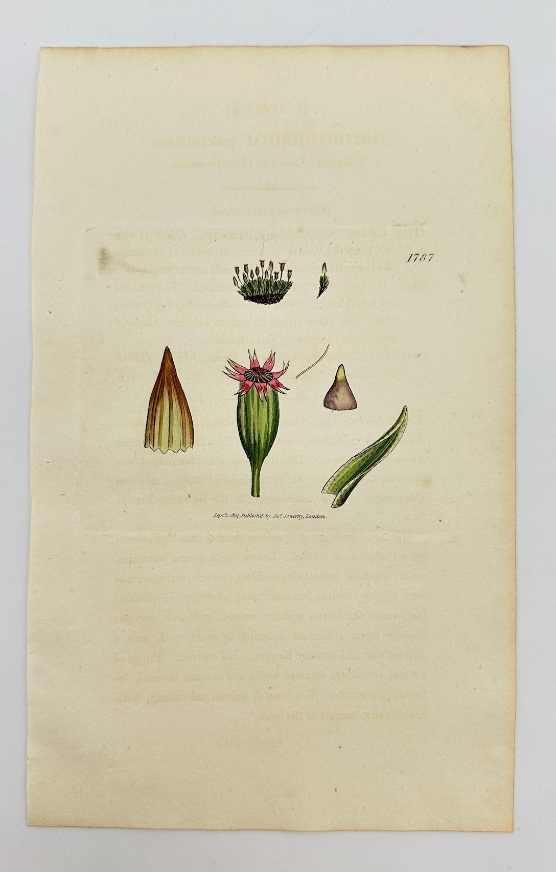 Antique Print - Sowerby - Orthotrichum Pulchellum - Pretty Orthotrichum - F1