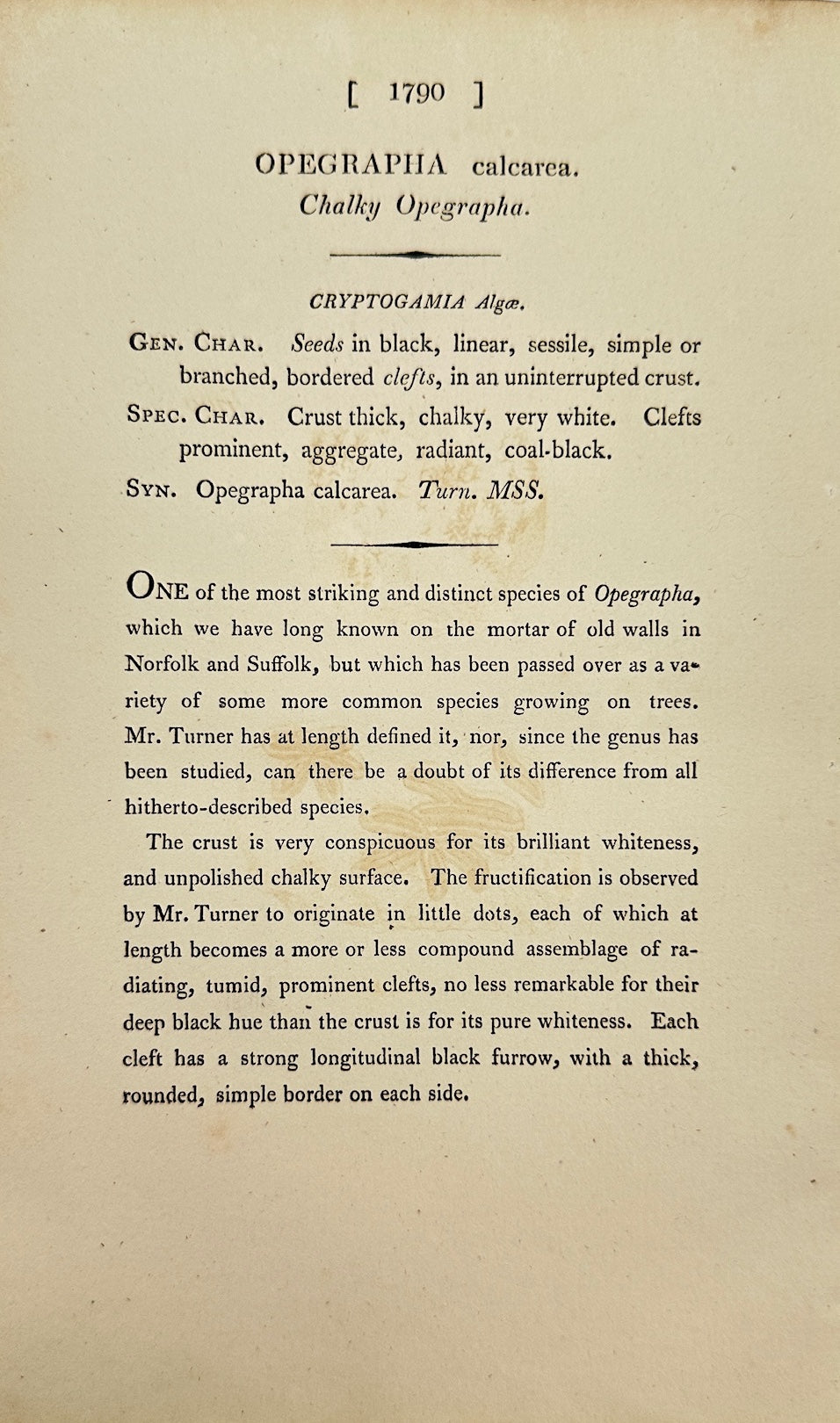 Antique Print - James Sowerby - Opegrapha Calcarea - Calcareous Opegrapha - F1