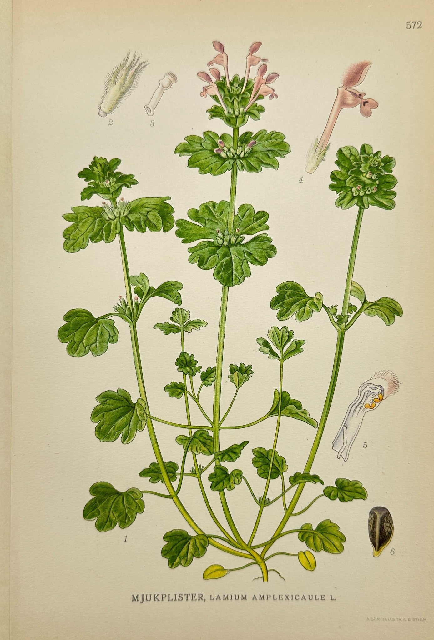 Original Antique Print - Casping-Leaved Deadnettle - Lamium Amplexicaule - F4