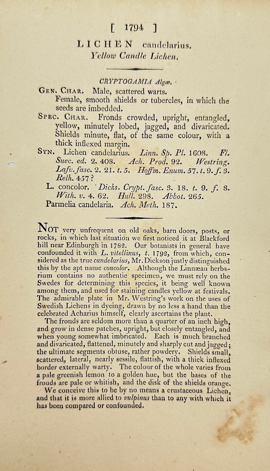 Antique Print - James Sowerby - Lichen Candelarius - Candelarious Lichen - F1