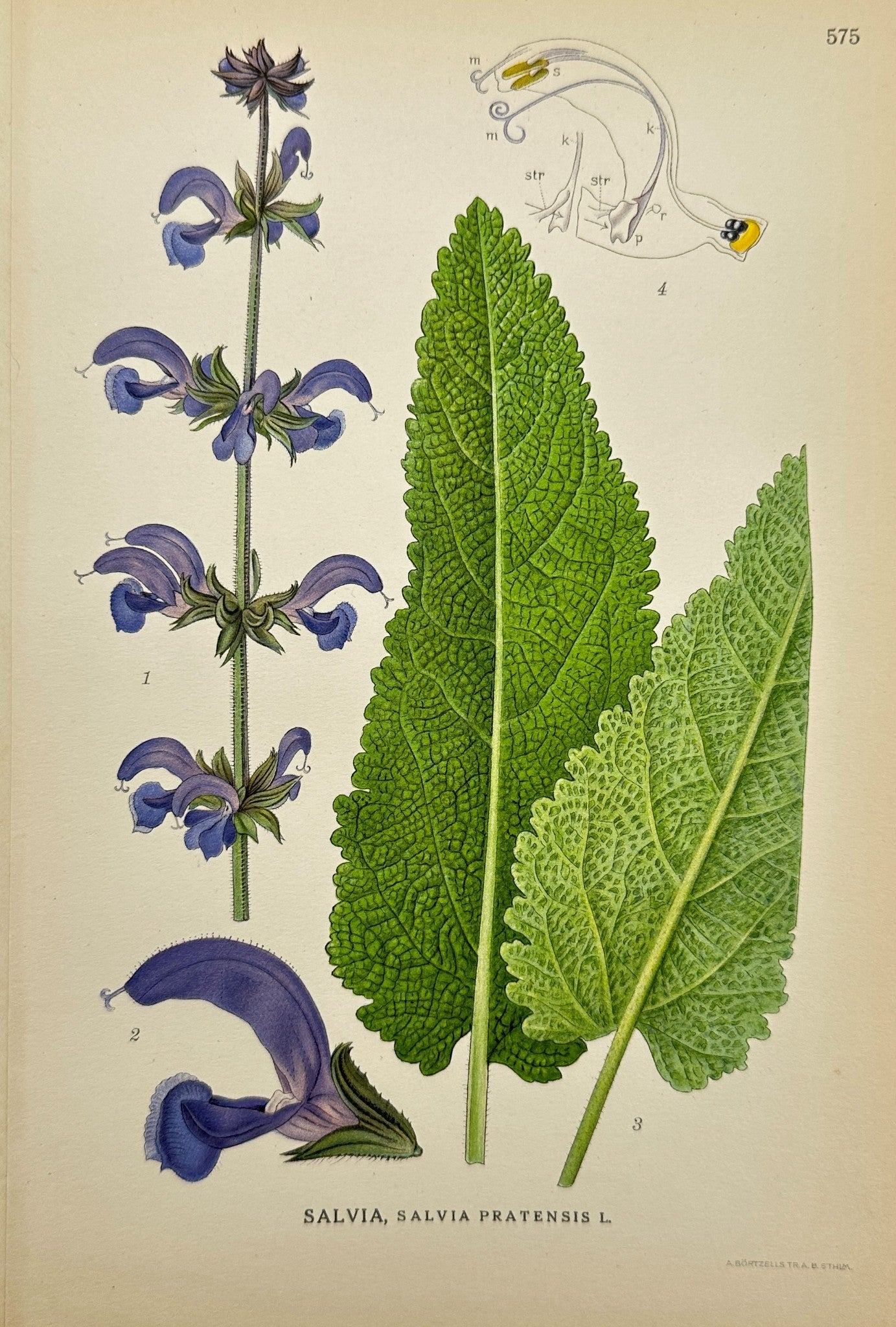 Original Antique Print - Carl Lindman - Meadow Sage - Salvia Pratensis - F4