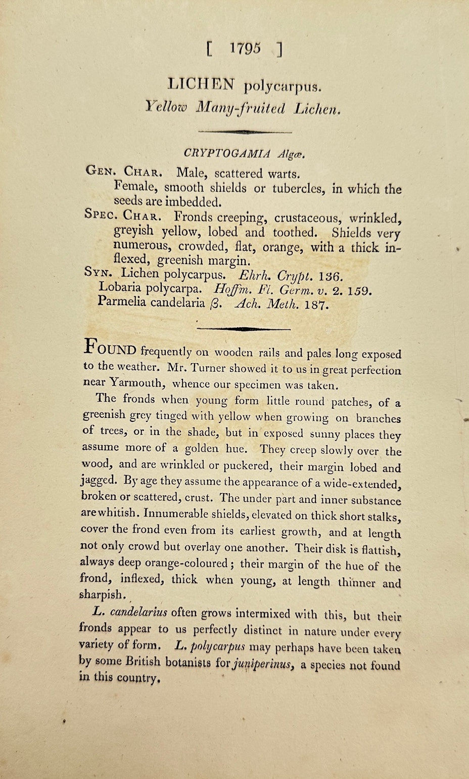 Antique Print - James Sowerby - Lichen Polycarpus - Polycarpous Lichen - F1