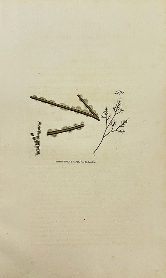 Antique Print - James Sowerby - Rivularia Elegans - Elegant Rivularia - F1