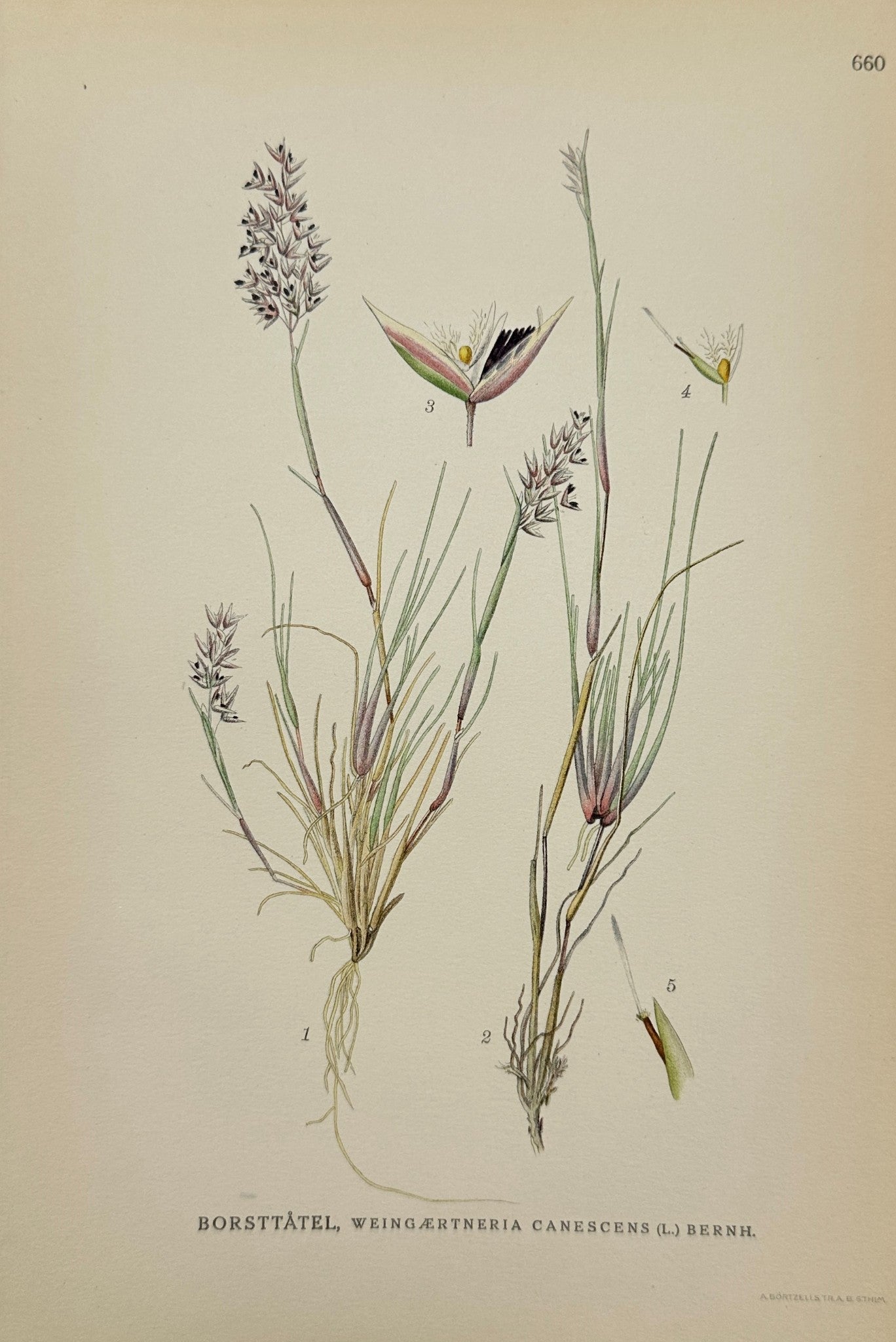 Antique Print - Carl Lindman - Hairy Canary-Grass - Weingærtneria Canescens - F4