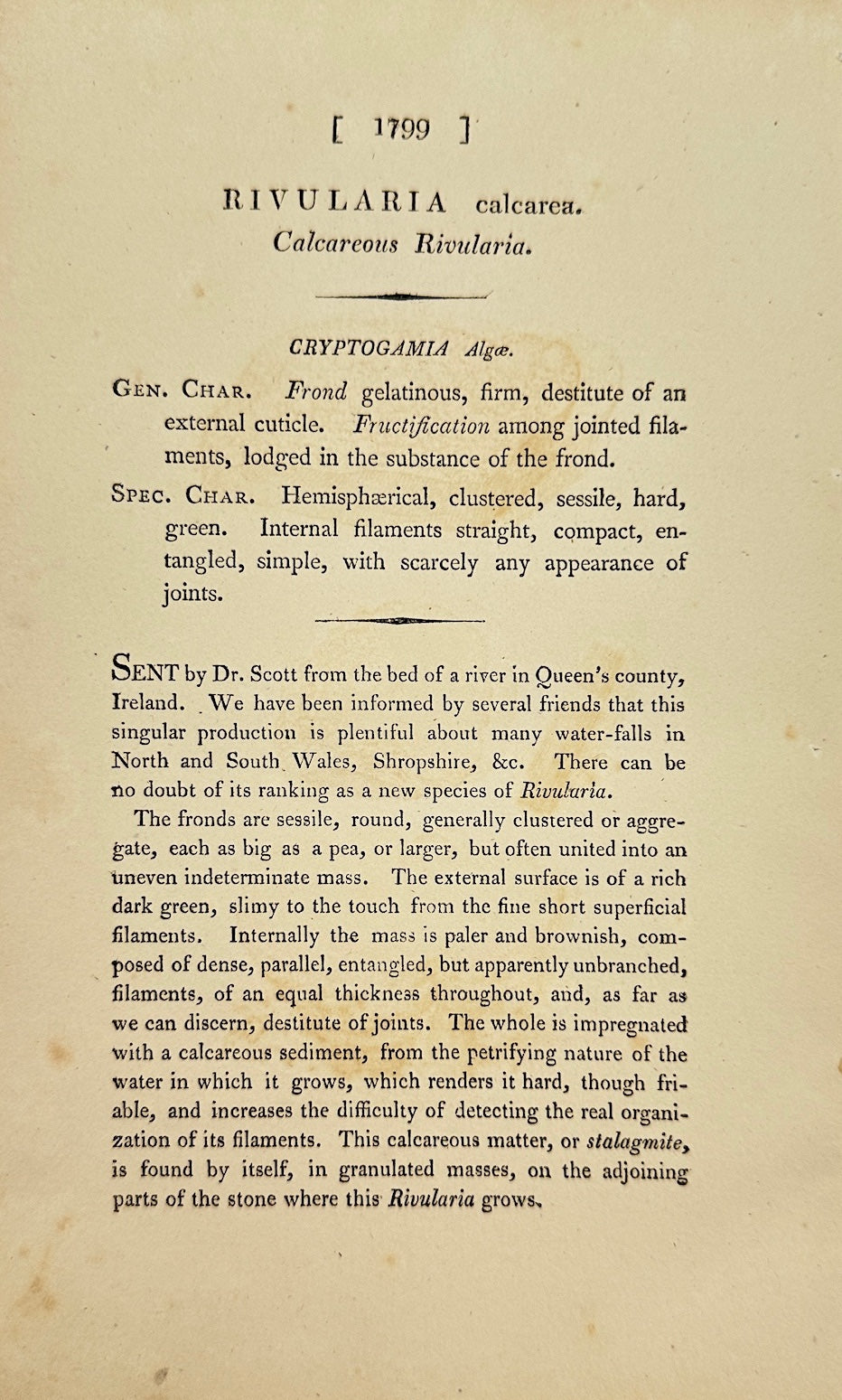 Antique Print - James Sowerby - Rivularia Calcarea - Calcareous Rivularia - F1