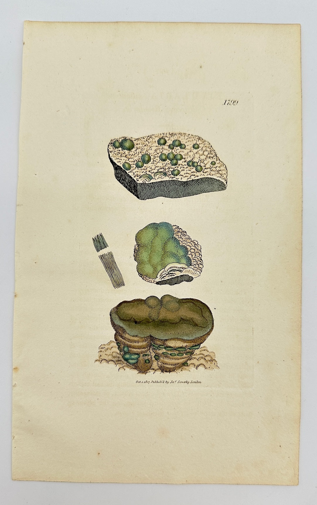 Antique Print - James Sowerby - Rivularia Calcarea - Calcareous Rivularia - F1