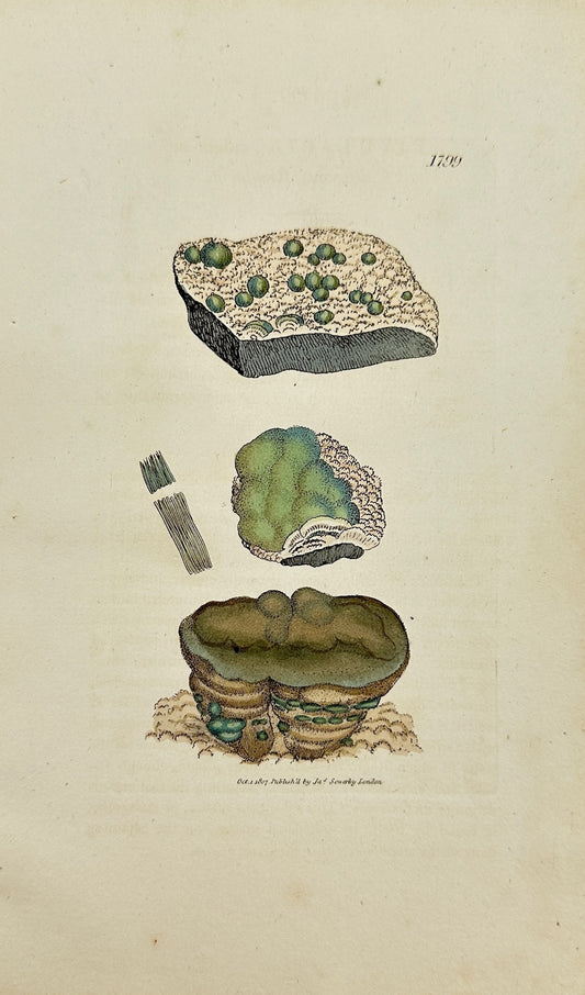 Antique Print - James Sowerby - Rivularia Calcarea - Calcareous Rivularia - F1