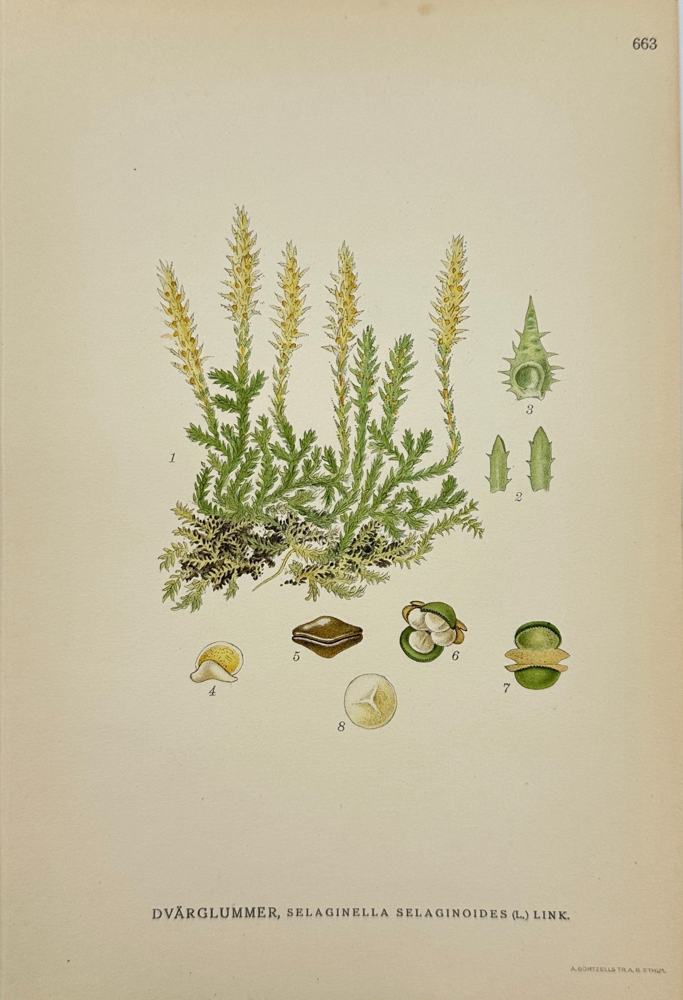 Antique Print - Carl Lindman - Lesser Clubmoss - Selaginella Selaginoides - F4