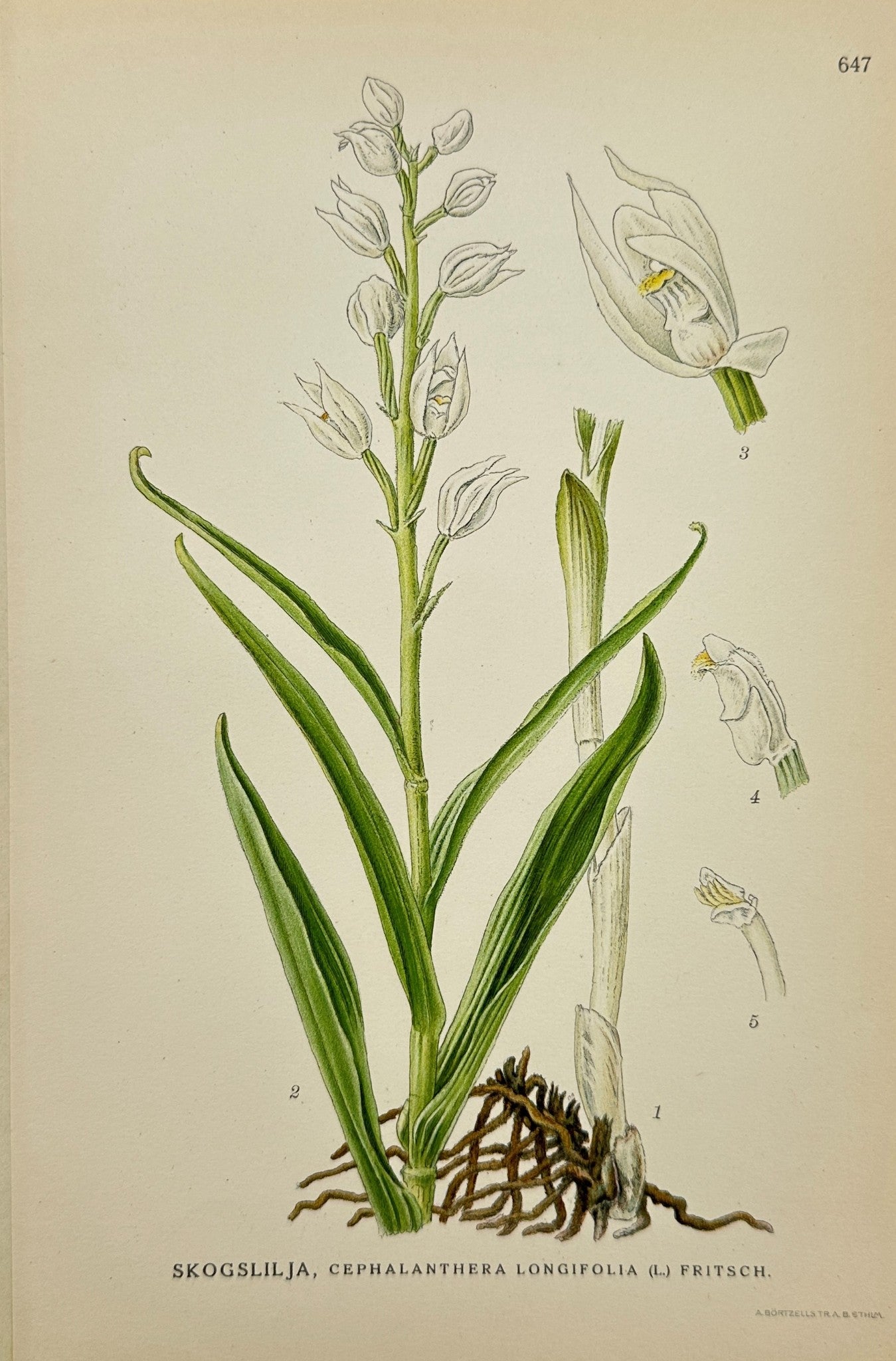 Antique Print - Sword-Leaved Helleborine - Cephalanthera Longifolia - F4