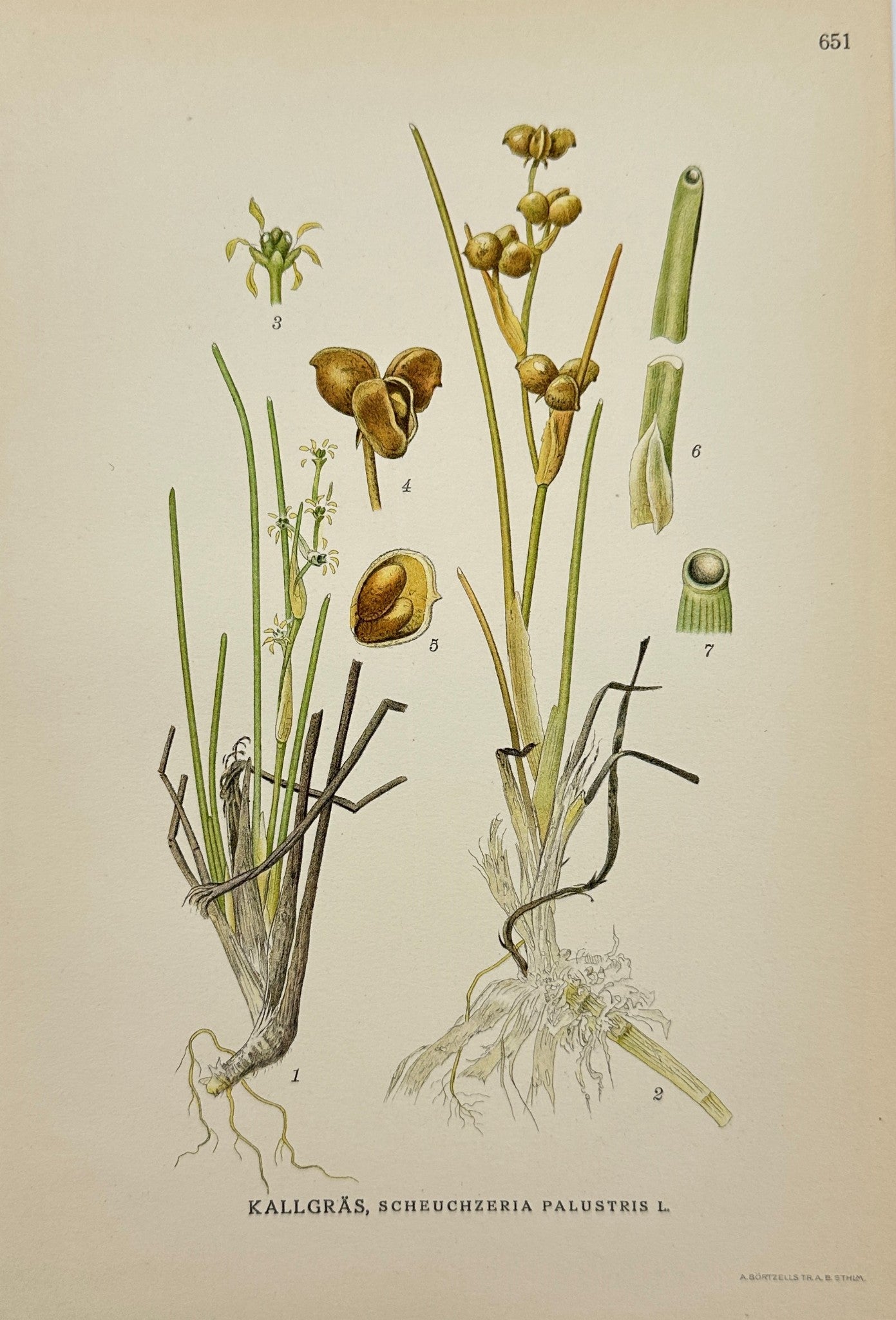 Antique Print - Carl Lindman - Rannoch-Rush - Scheuchzeria Palustris - F4