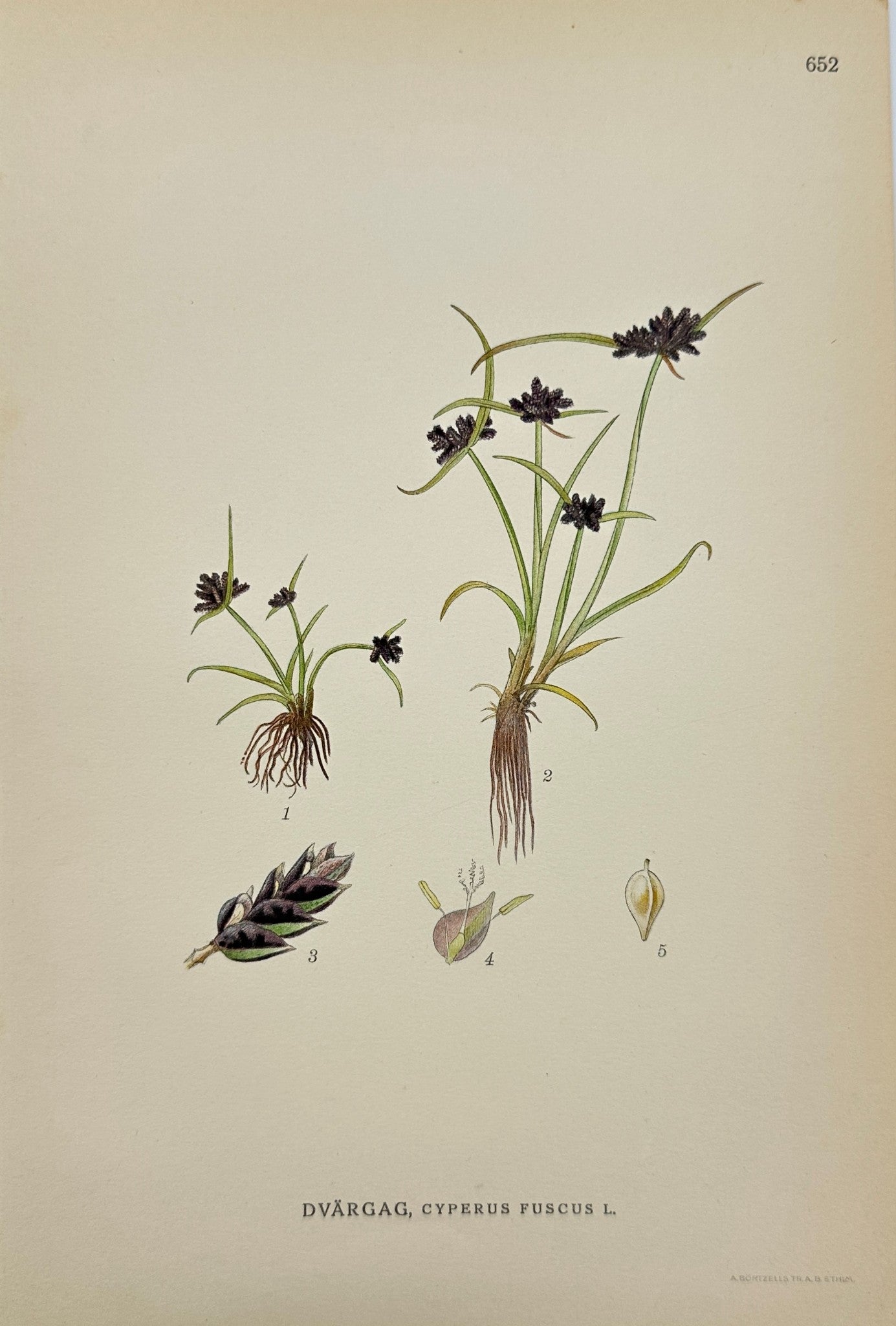 Original Antique Print - Carl Lindman - Brown Galingale - Cyperus Fuscus - F4