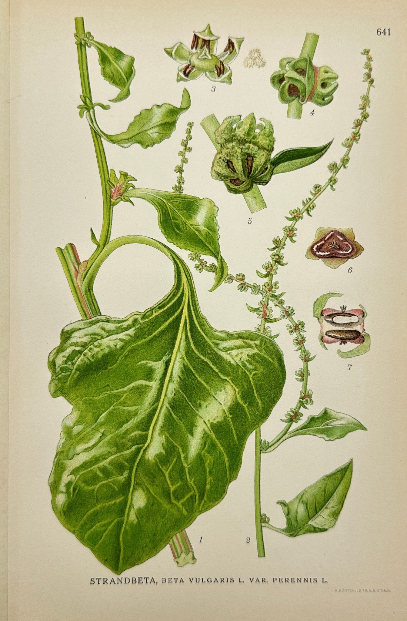 Original Antique Print - Carl Lindman - Sea Beet - Perennis - 1922 Year - F4