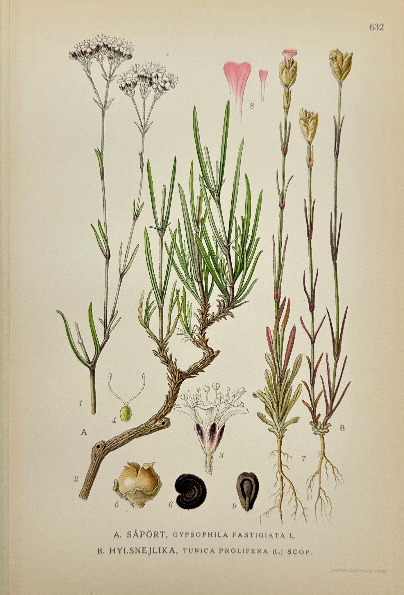 Original Antique Print - Fastigiate Baby's Breath and Proliferous Tunica - F4