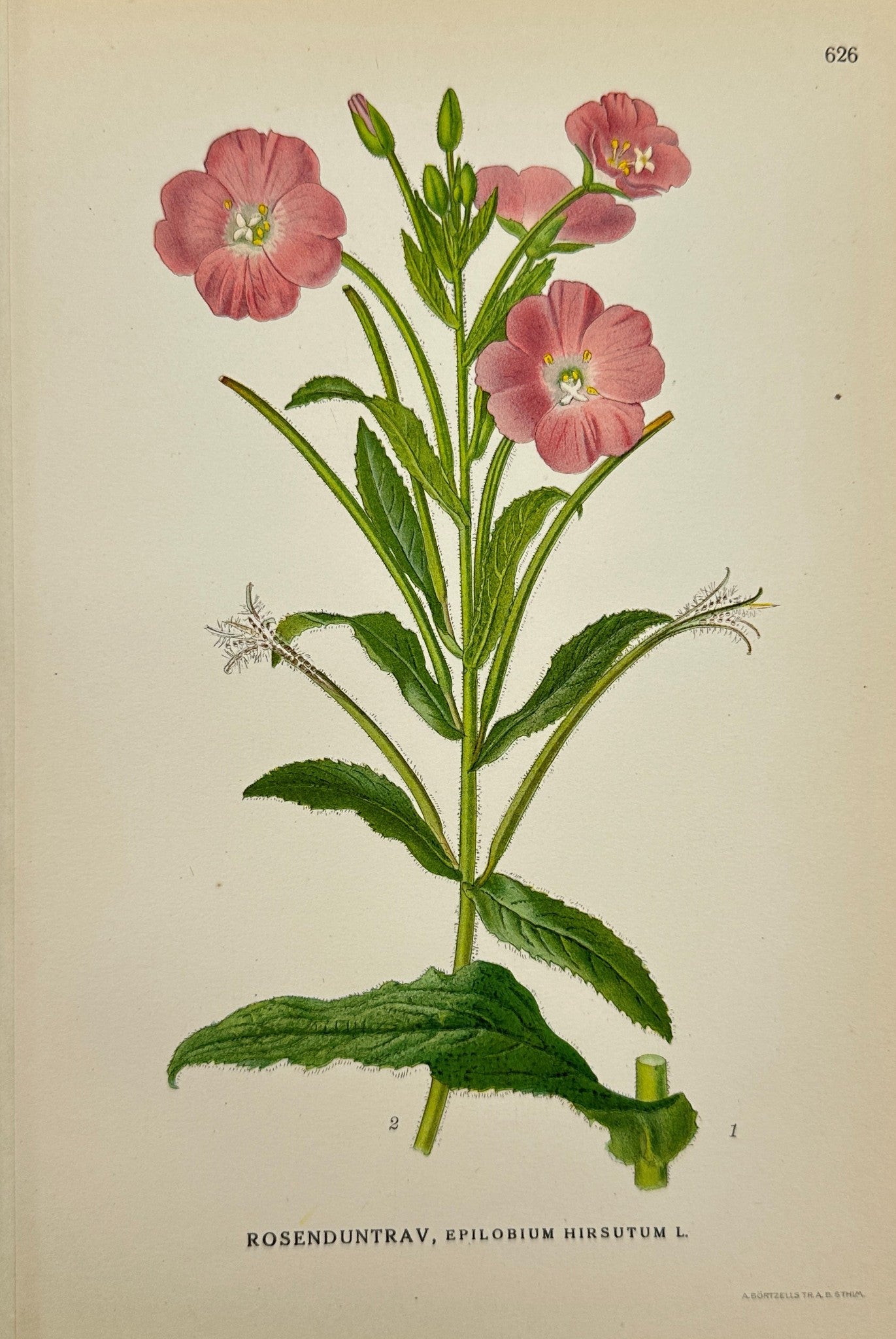 Antique Print - Carl Lindman - Hairy Willowherb - Epilobium Hirsutum - F4
