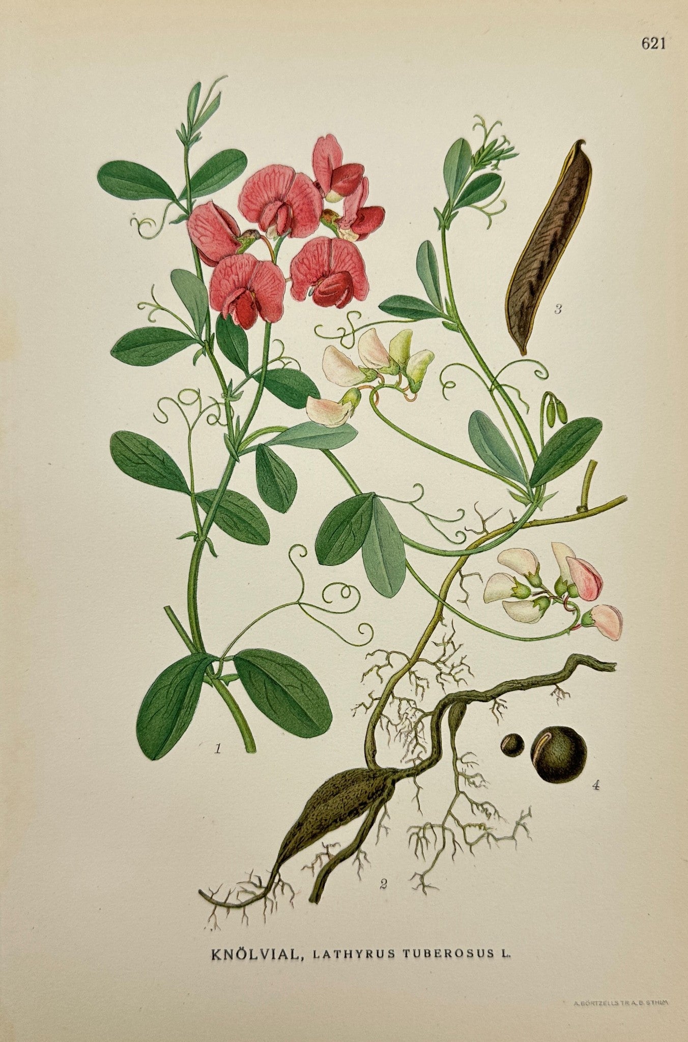 Original Antique Print - Carl Lindman - Tuberous Pea - Epilobium Hirsutum - F4