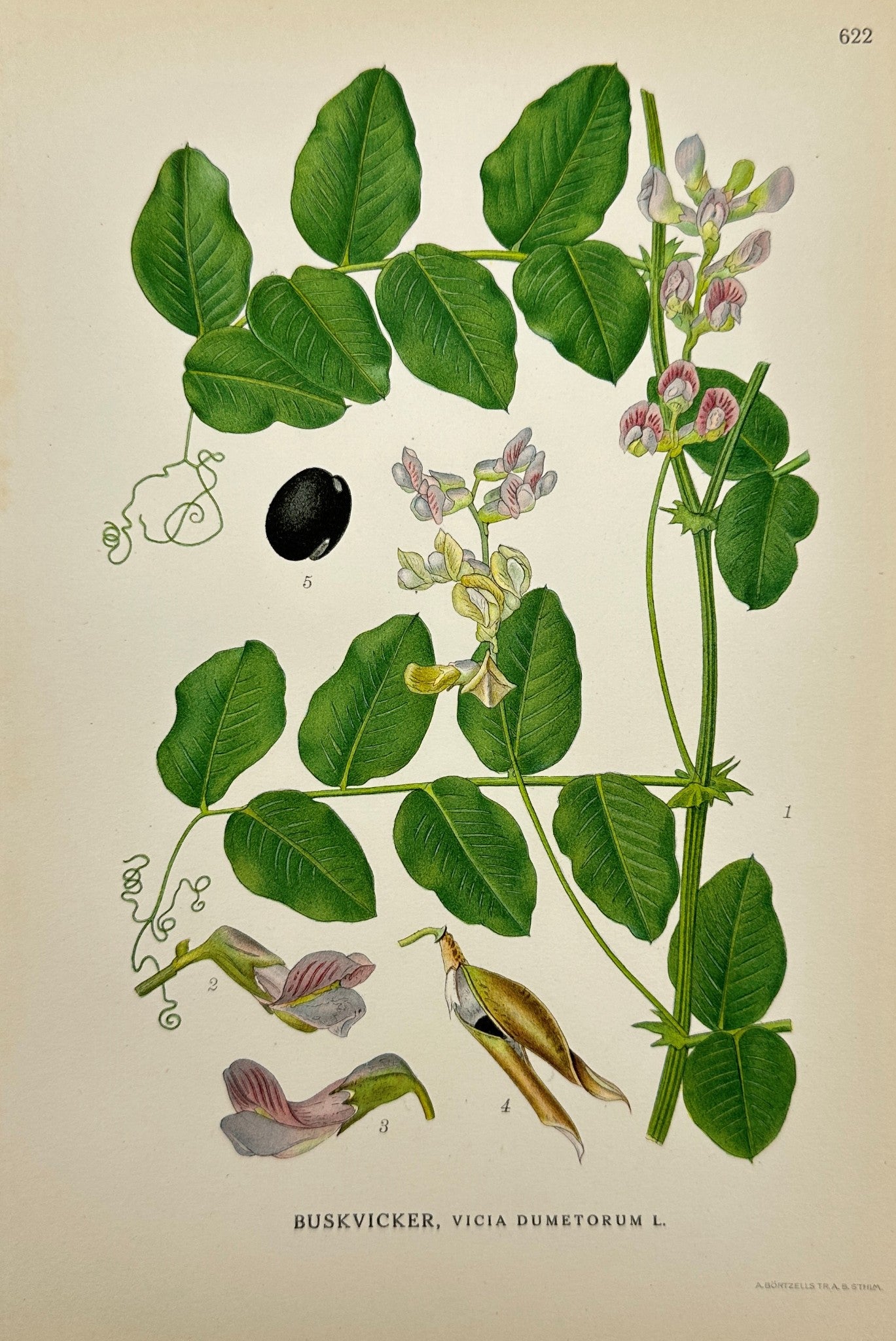 Original Antique Print - Carl Lindman - Bush Vetch - Vicia Dumetorum - F4