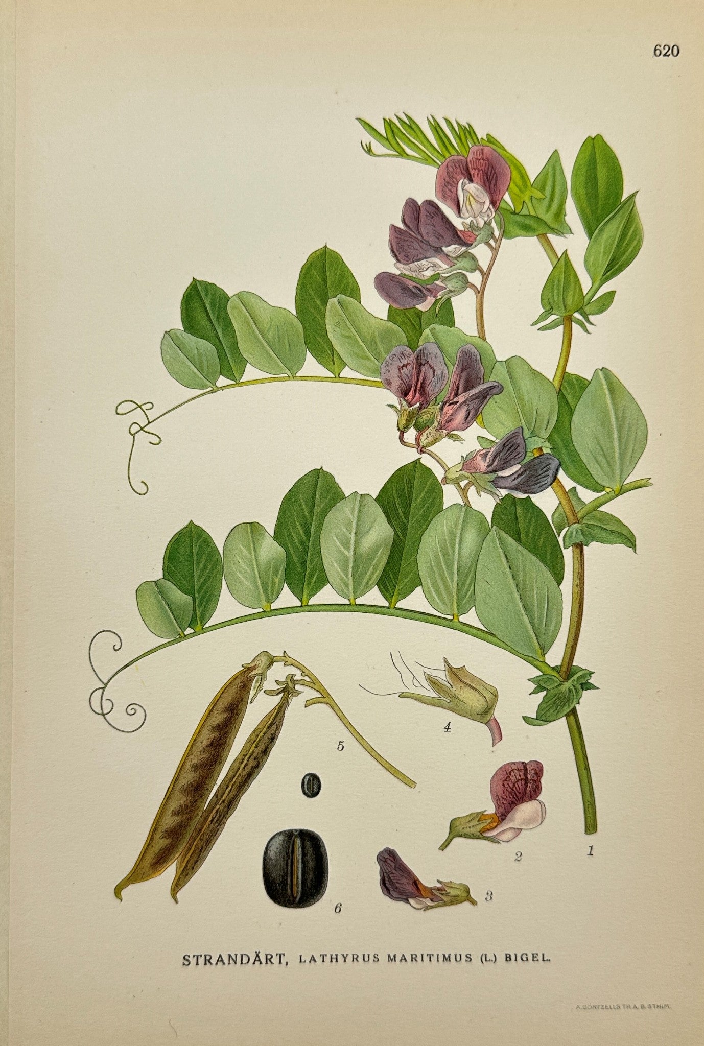 Original Antique Print - Carl Lindman - Sea Pea - Lathyrus Maritimus - F4