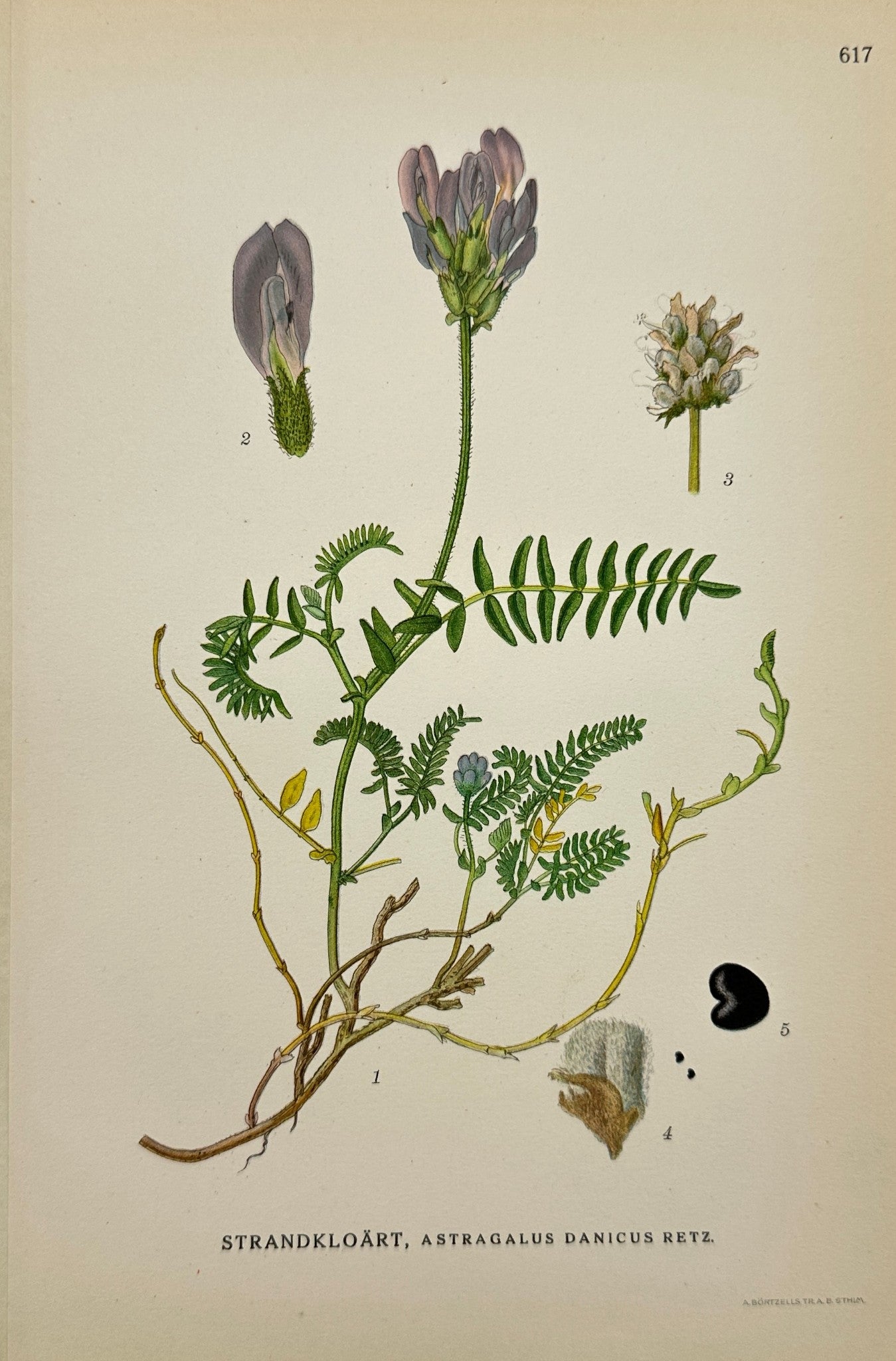 Antique Print - Carl Lindman - Danish Milkvetch - Astragalus Danicus - F4