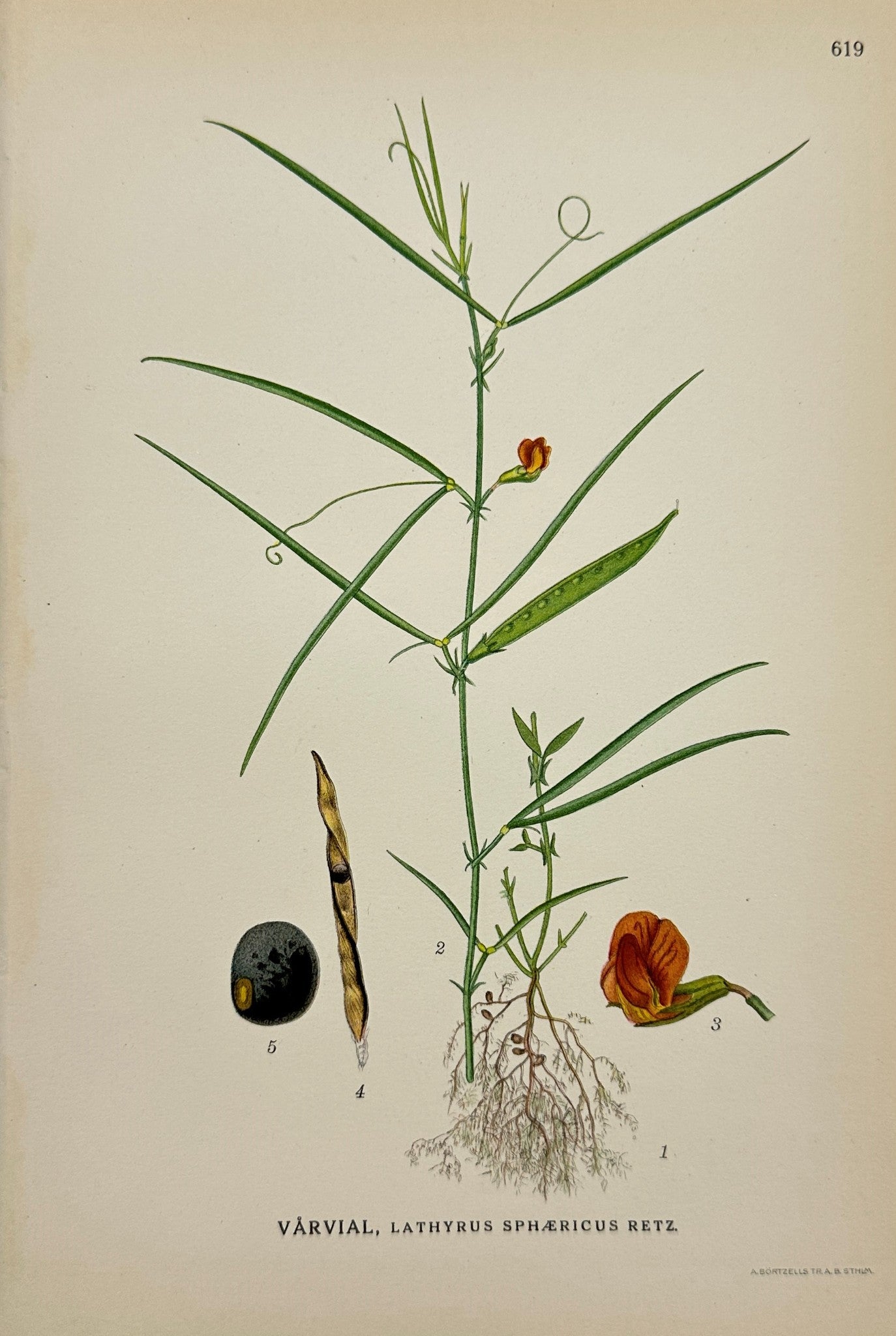 Antique Print - Carl Lindman - Round-headed Pea - Lathyrus Sphæricus - F4