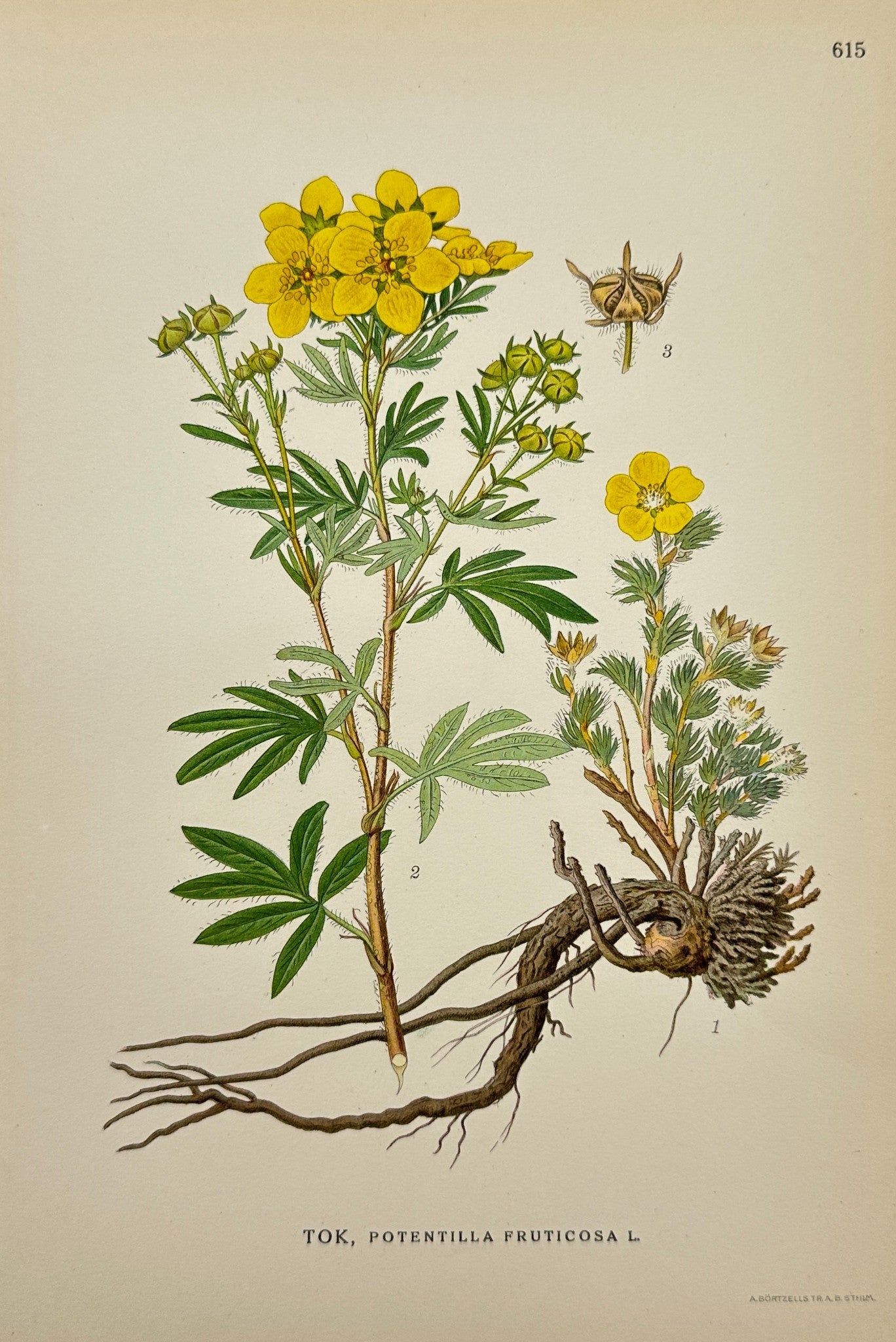 Antique Print - Carl Lindman - Shrubby Cinquefoil - Potentilla Fruticosa - F4