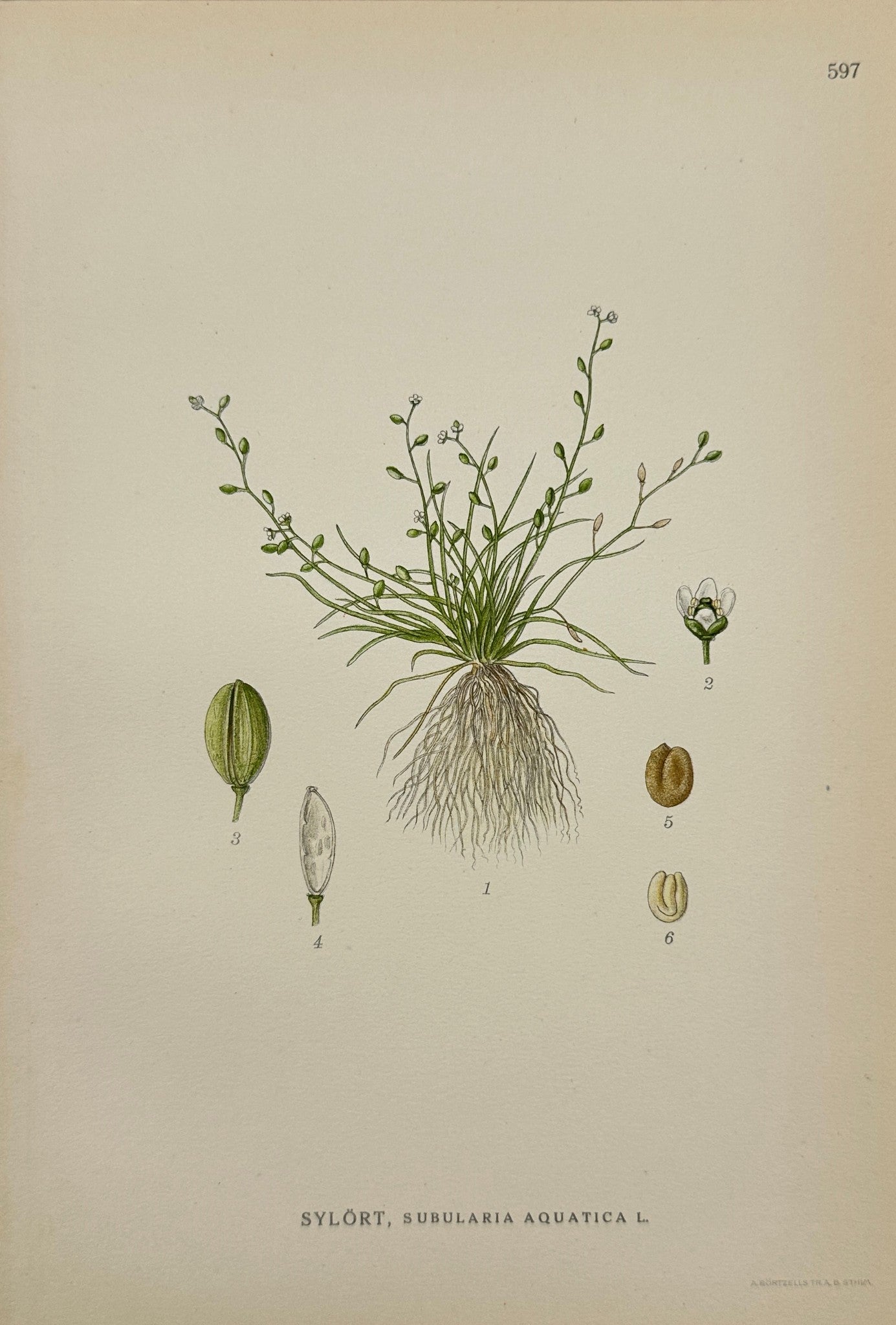 Antique Print - Carl Lindman - Water Awlwort - Subularia Aquatica - F4