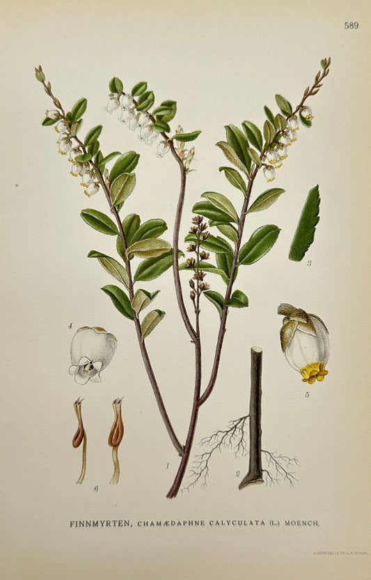 Antique Print - Carl Lindman - Leatherleaf - Chamædaphne Calyculata - F4