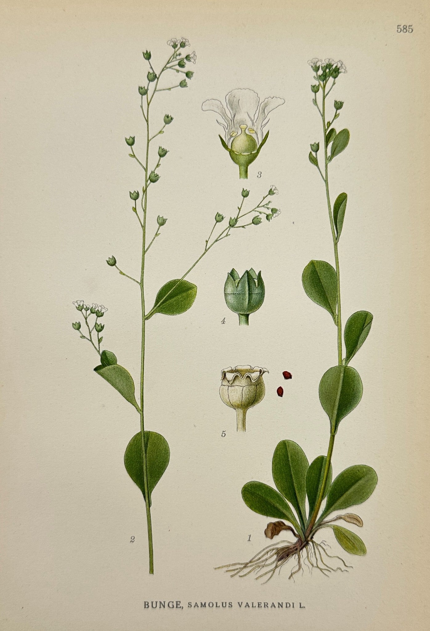 Original Antique Print - Carl Lindman - Samolus Valerandi - Brookweed - F4