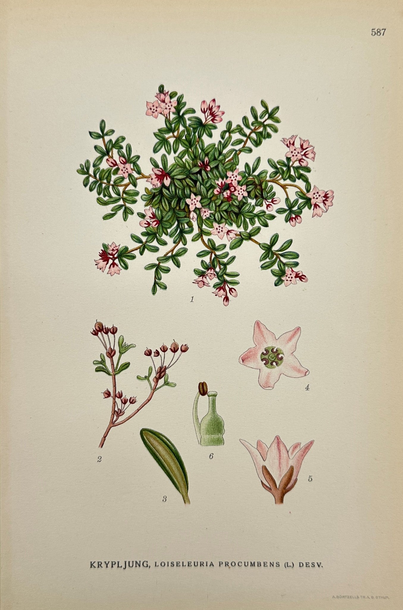 Antique Print - Carl Lindman - Mountain Azalea - Loiseleuria Procumb - F4