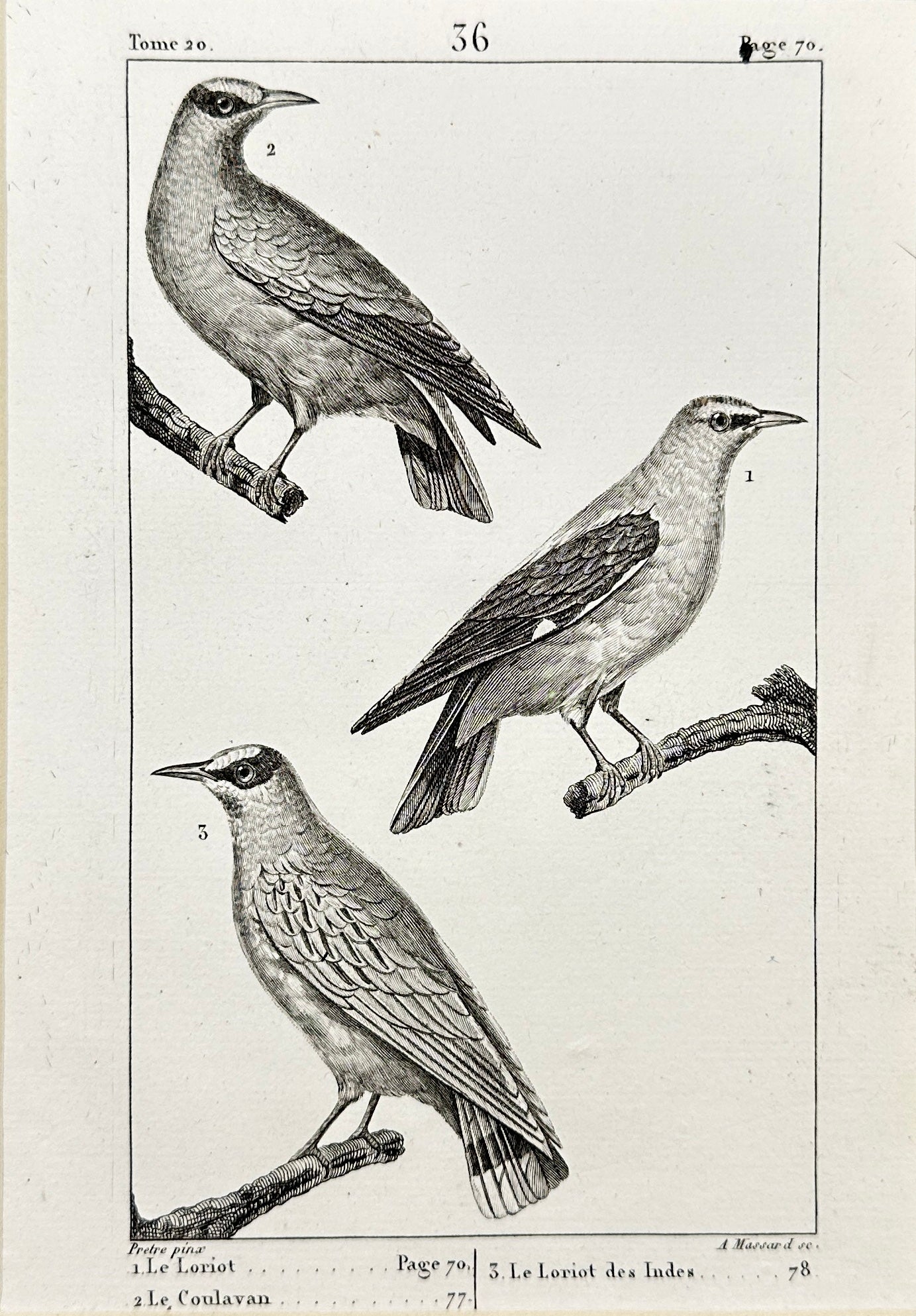 Antique Bird Print - Buffon - Golden Oriole - Oriolus Oriolus - France - F2