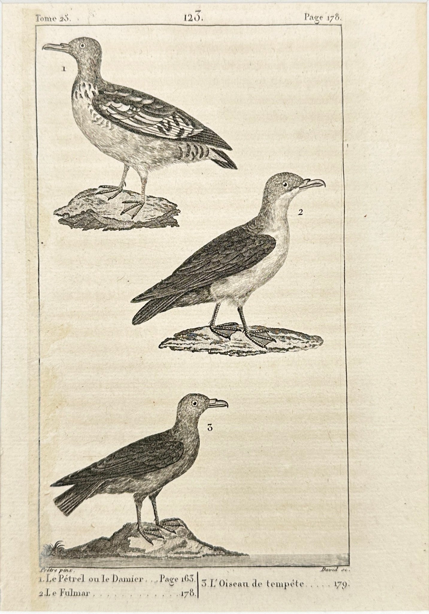 Antique Print - Petrel or Aleutian Storm-Petrel, the Fulmar, the Storm Bird - F2