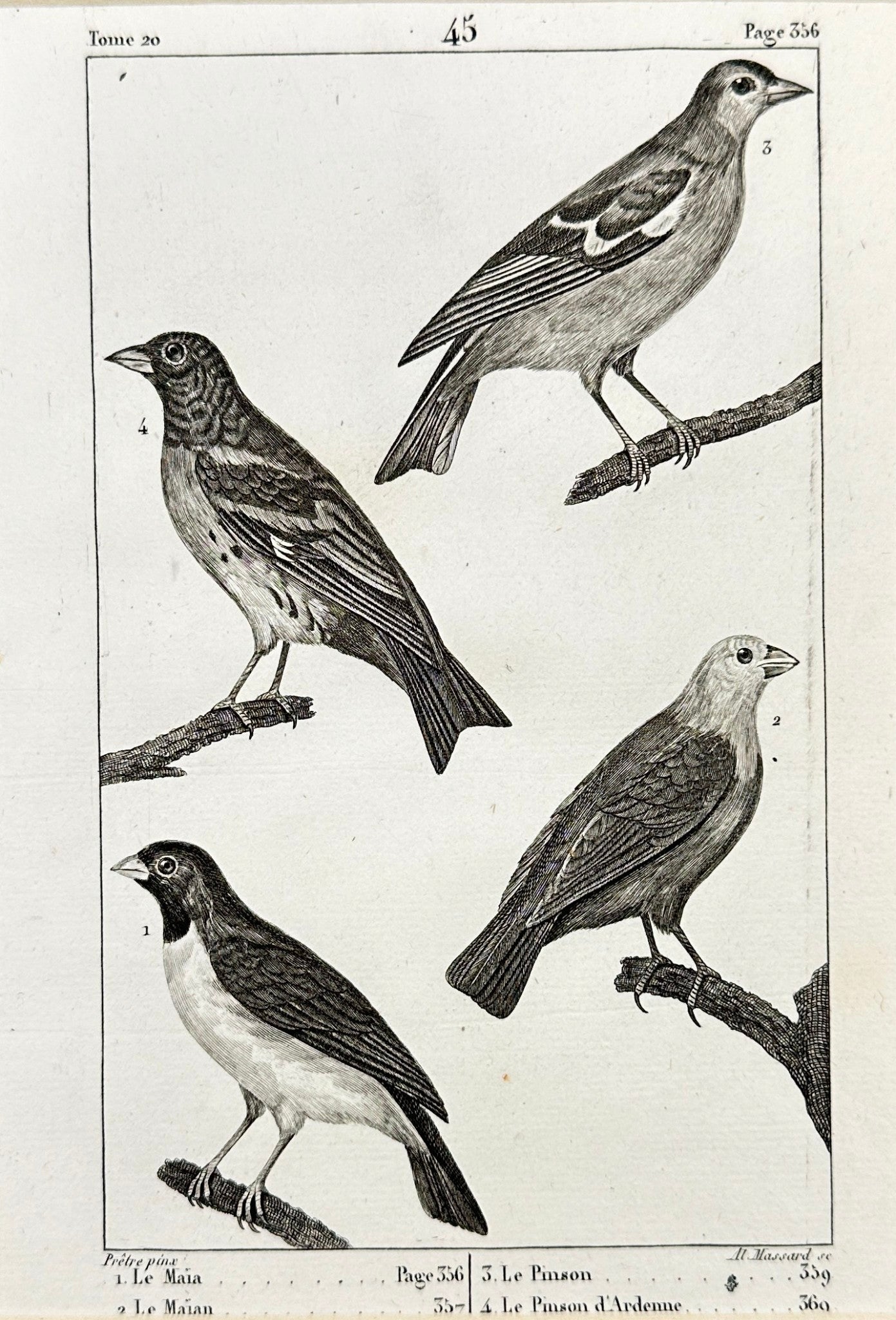 Antique Bird Print - Mayfly, Maian, Pimson, Ardennes Finch - France - F2