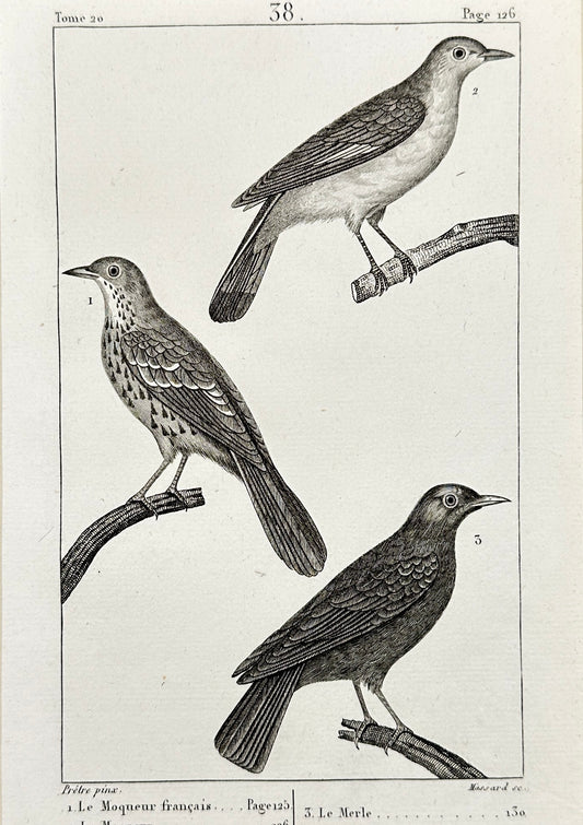 Antique Bird Print - Black-Headed Gull, Skylark, Meadow Pipit - F2