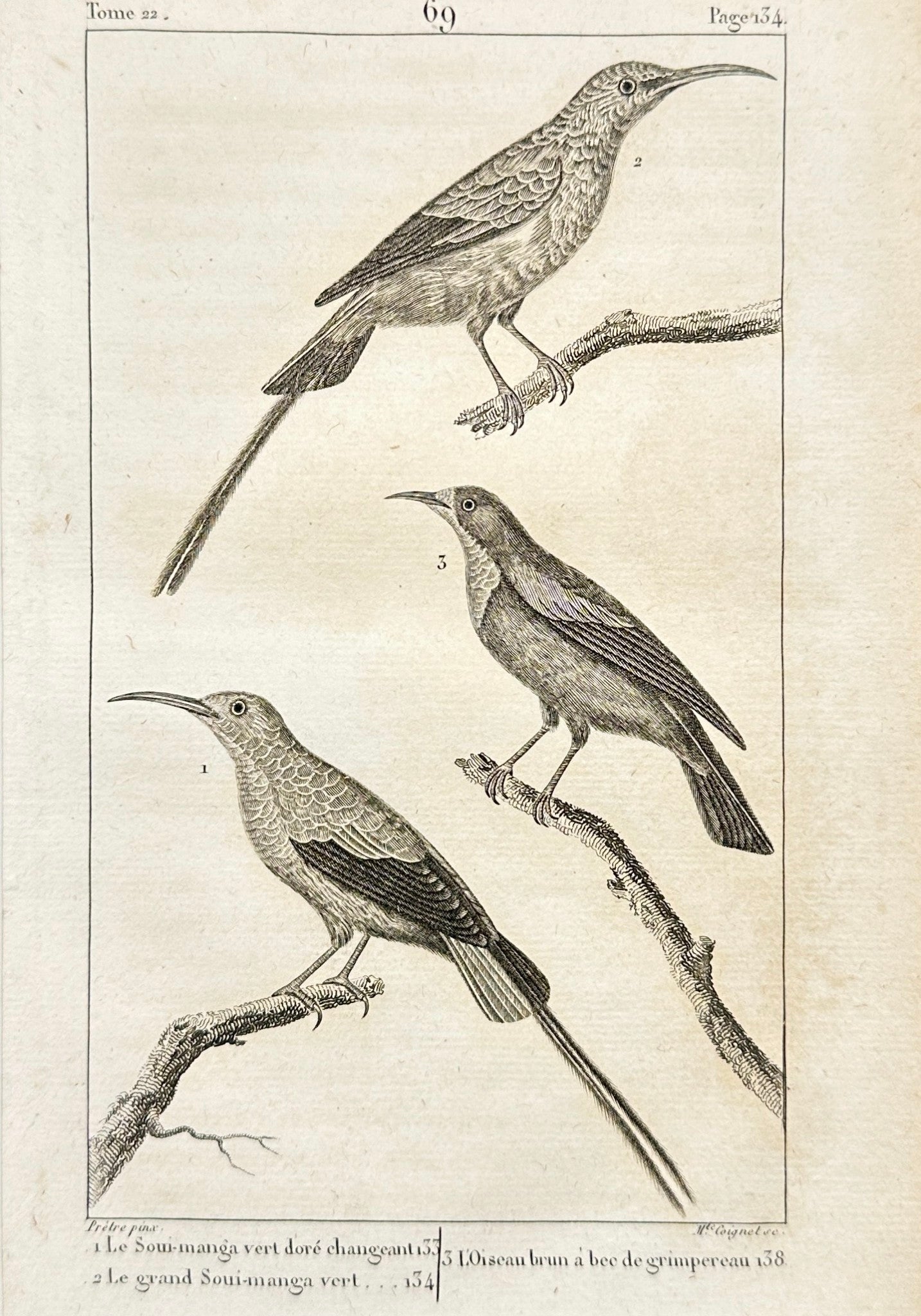 Antique Bird Print - Passerines Passerines,Green-Backed Tit,Garden - F2