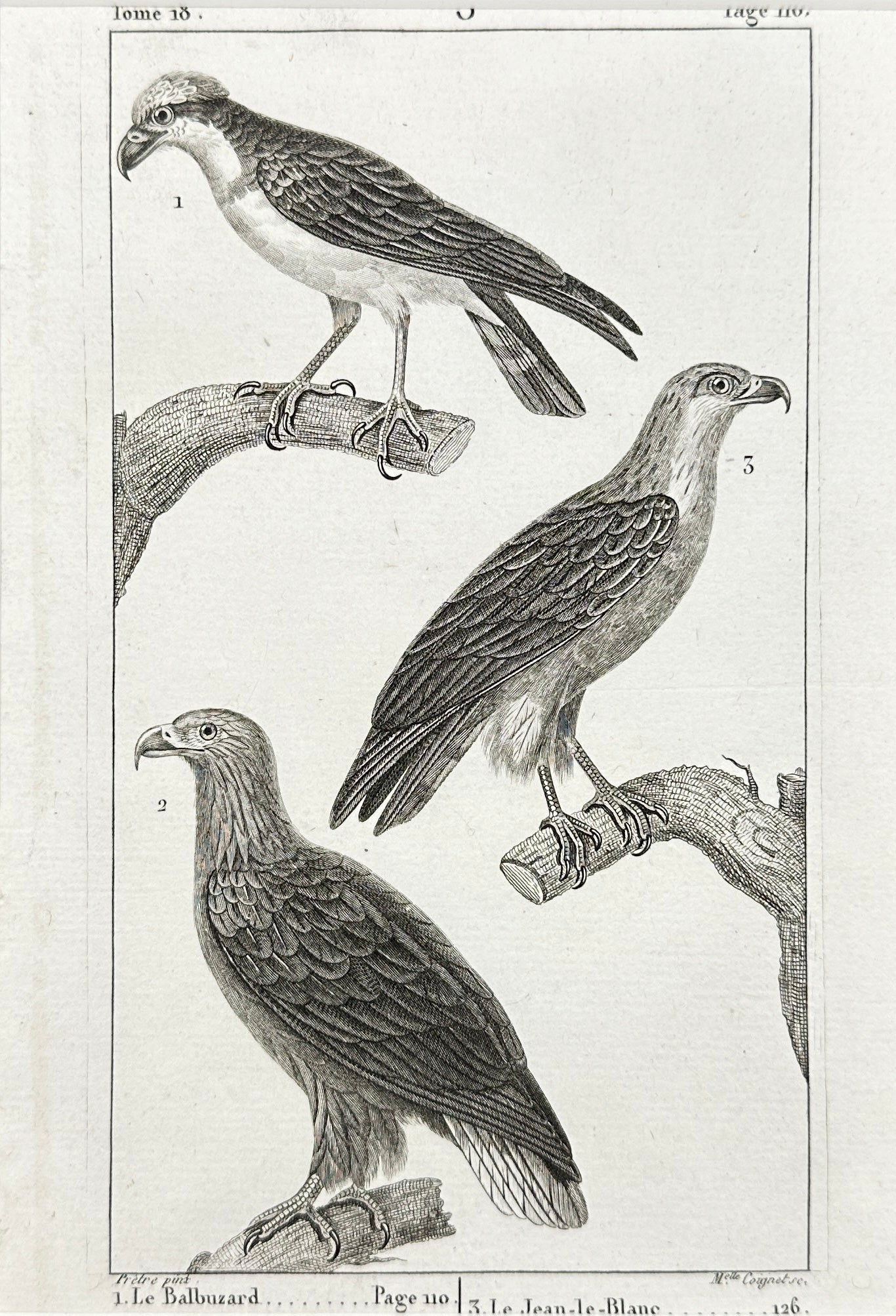 Antique Bird Print - Eagle, Osprey, Orfraie, Short-Toed Snake Eagle - F2