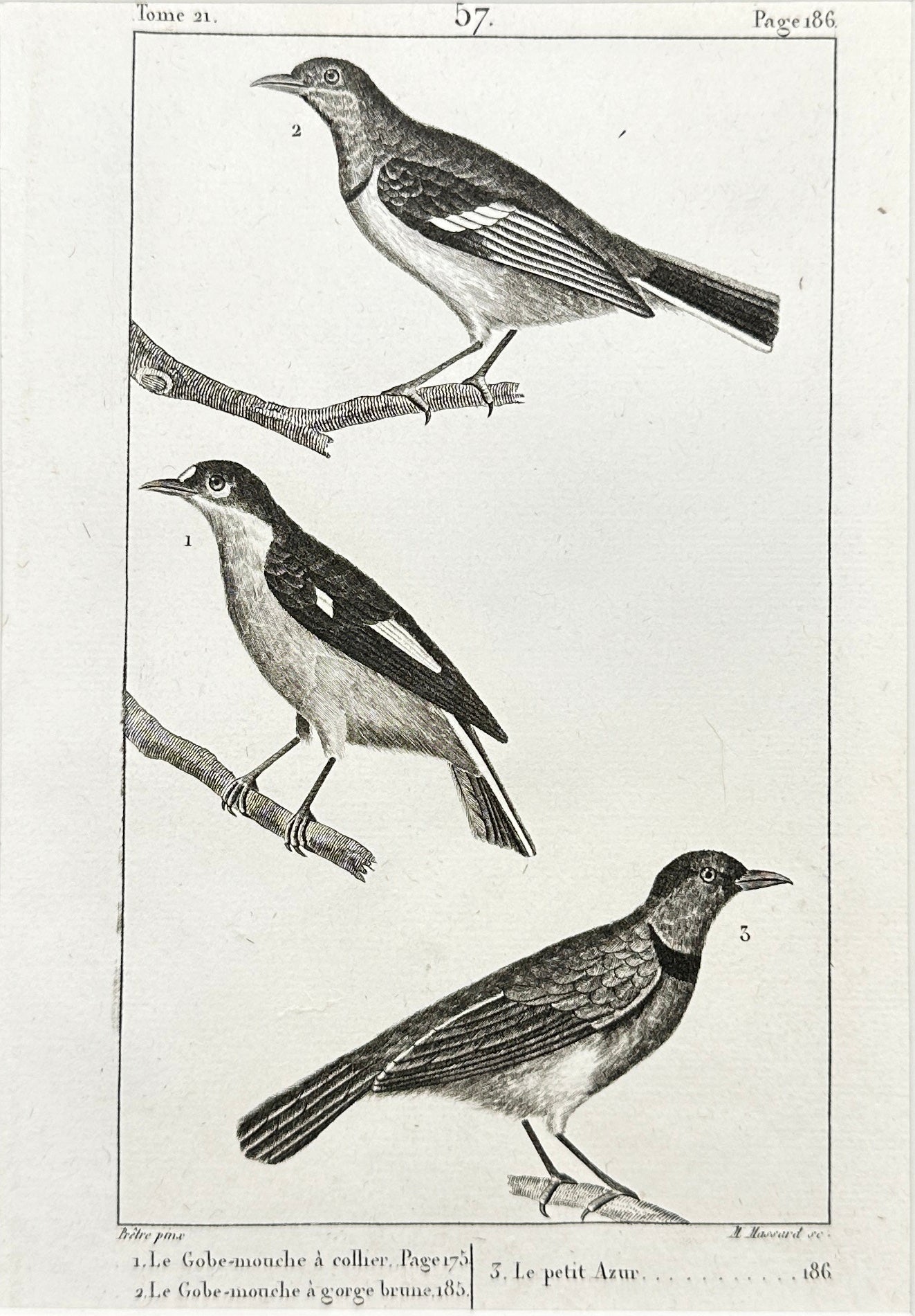 Antique Bird Print - Collared Flycatcher, Blue-and-white Flycatcher - F2