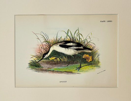 Antique Bird Print - Bowdler - Avocet - Recurvirostra - Published in London - F2