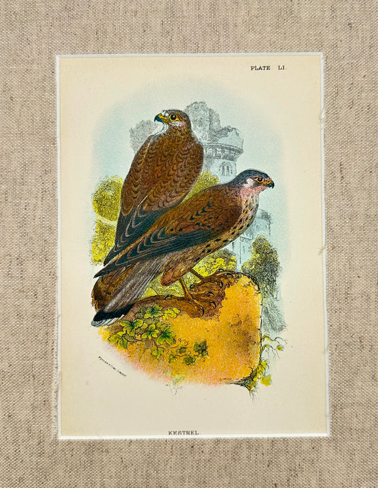 Antique Bird Print - Bowdler - Falco Tinnunculus - Kestrel - London - F2