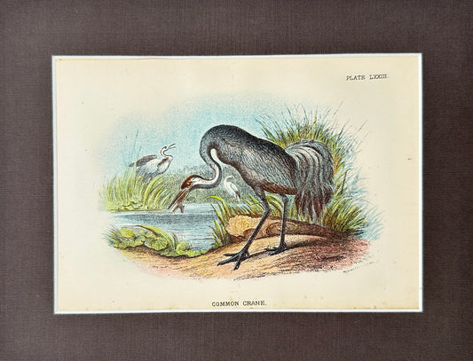 Antique Bird Print - Bowdler - Common Crane - Grus Grus - London - F2