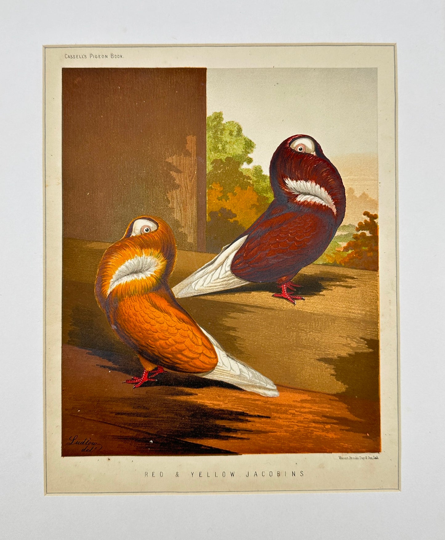 Antique Bird Print - Vincent Brooks - Red & Yellow Jacobins - London - F2