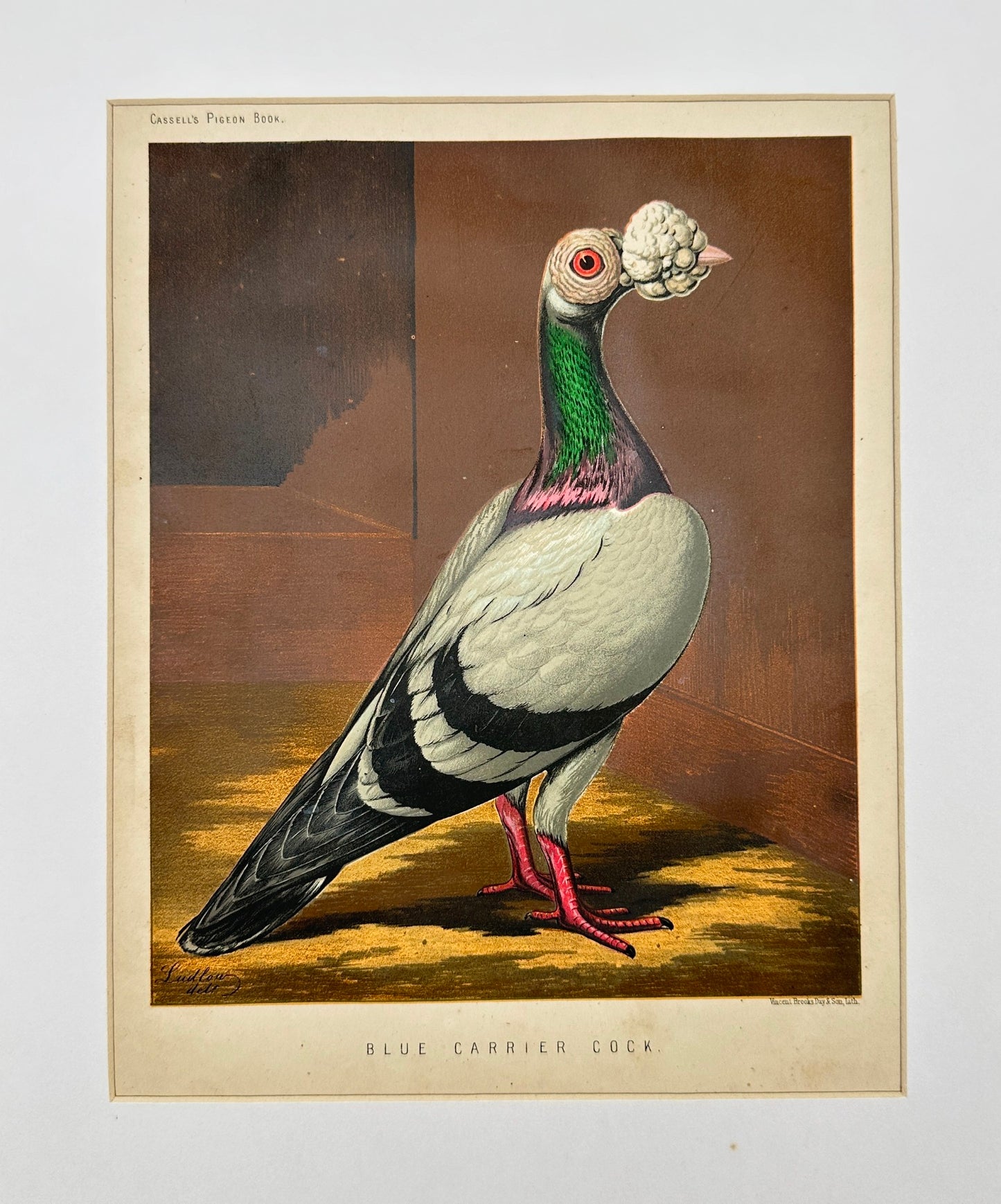Antique Bird Print - Vincent Brooks - Blue Carrier Cock - London - F2