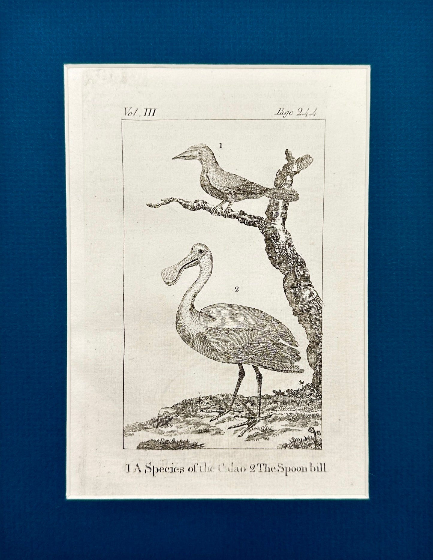 Antique Bird Print - Oliver Goldsmith - Varieties of Kalao and Spoonbill - F2