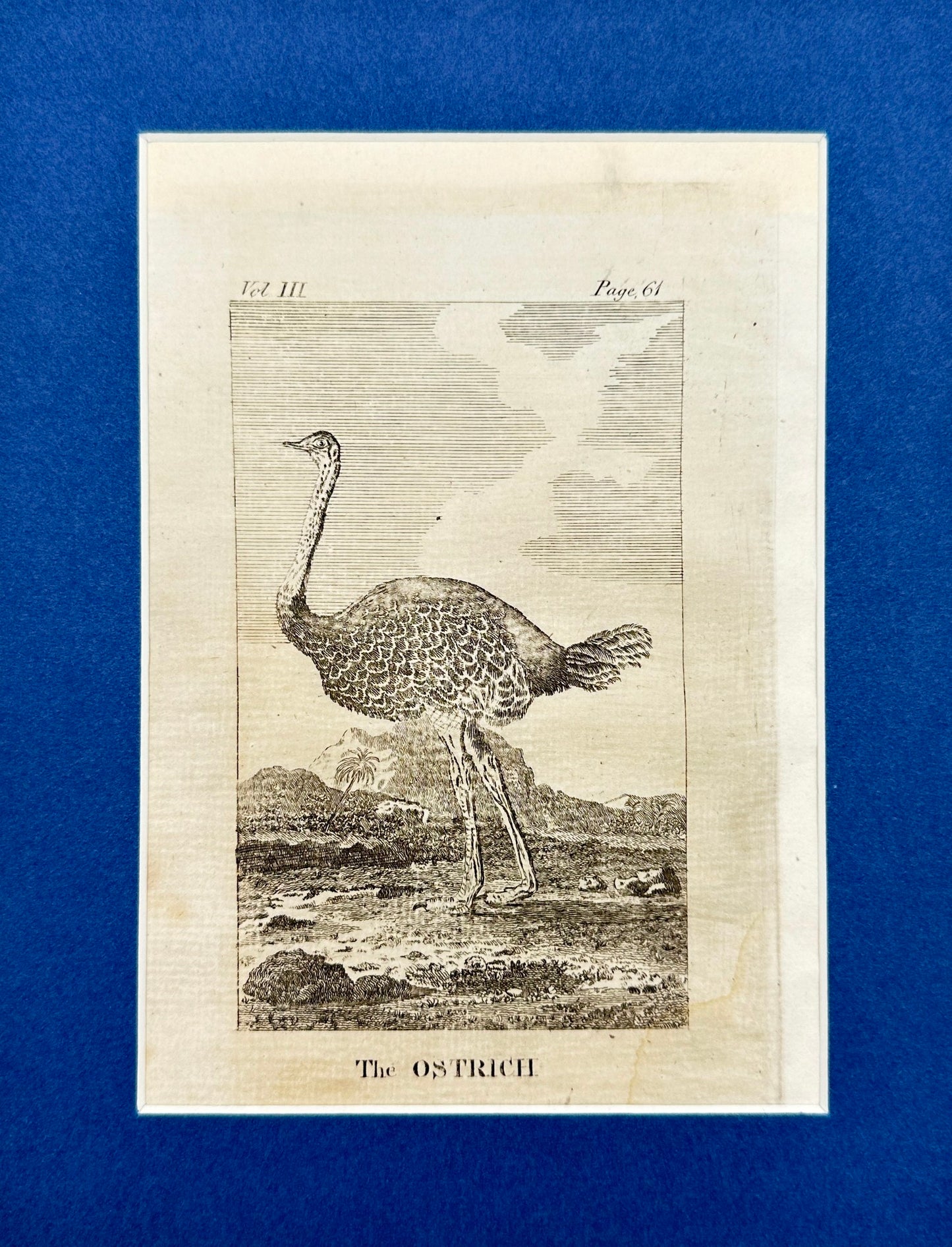 Antique Bird Print - Oliver Goldsmith - The Ostrich - Struthio Camelus - F2