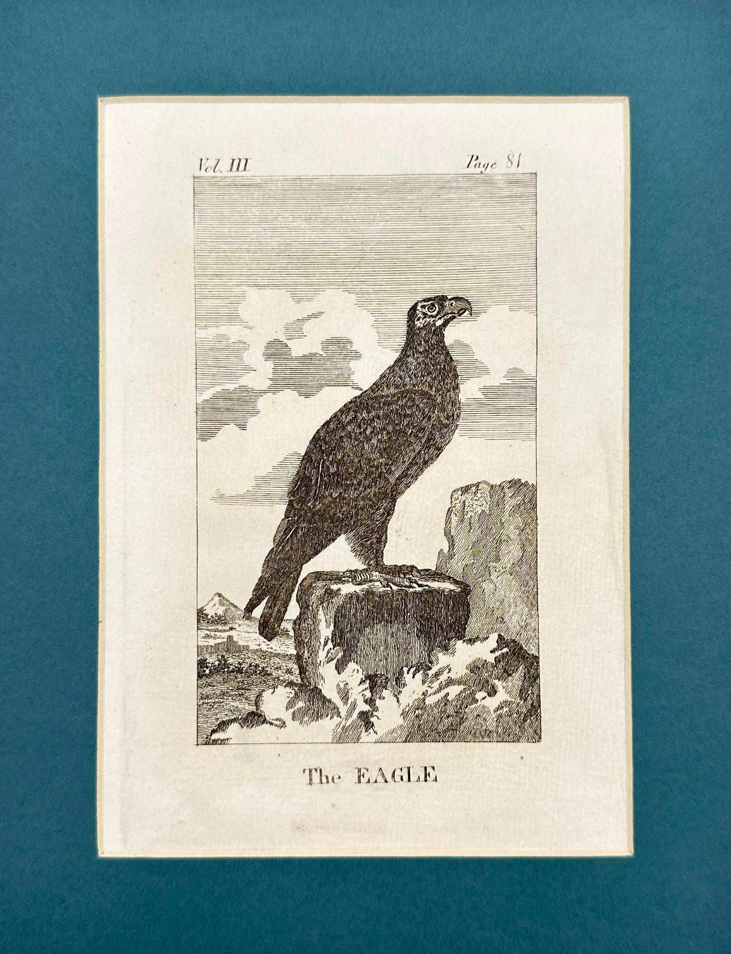 Antique Bird Print - Oliver Goldsmith - The Eagle - Aquila - London - F2