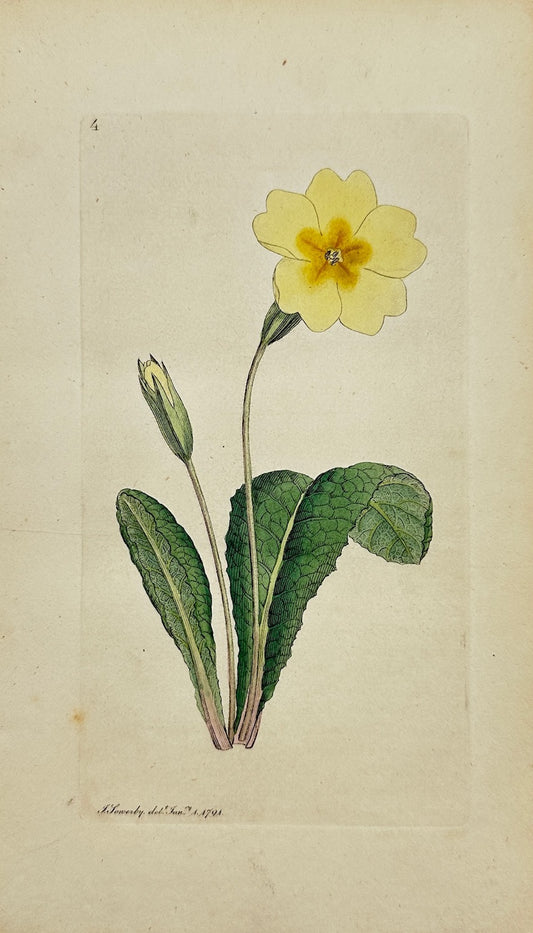 Antique Print - James Sowerby - Primula Vulgaris - Common Primrose - F1