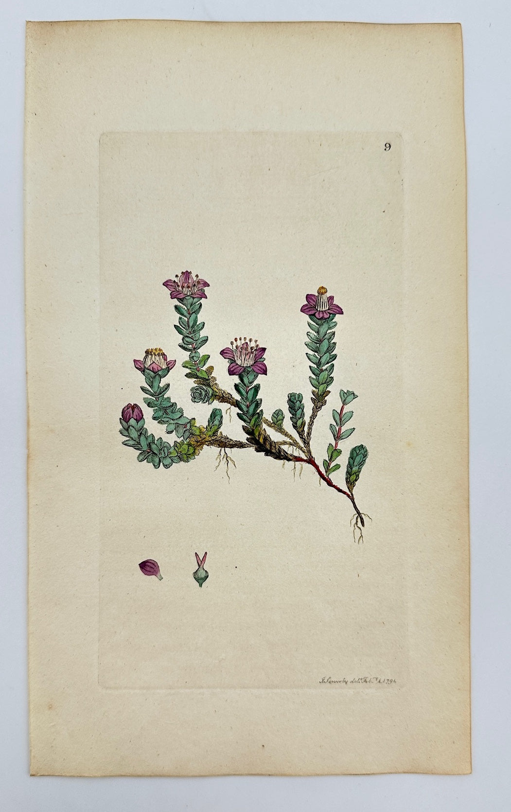 Antique Print - Sowerby - Saxifraga Oppositifolia - Purple Saxifrage - F1