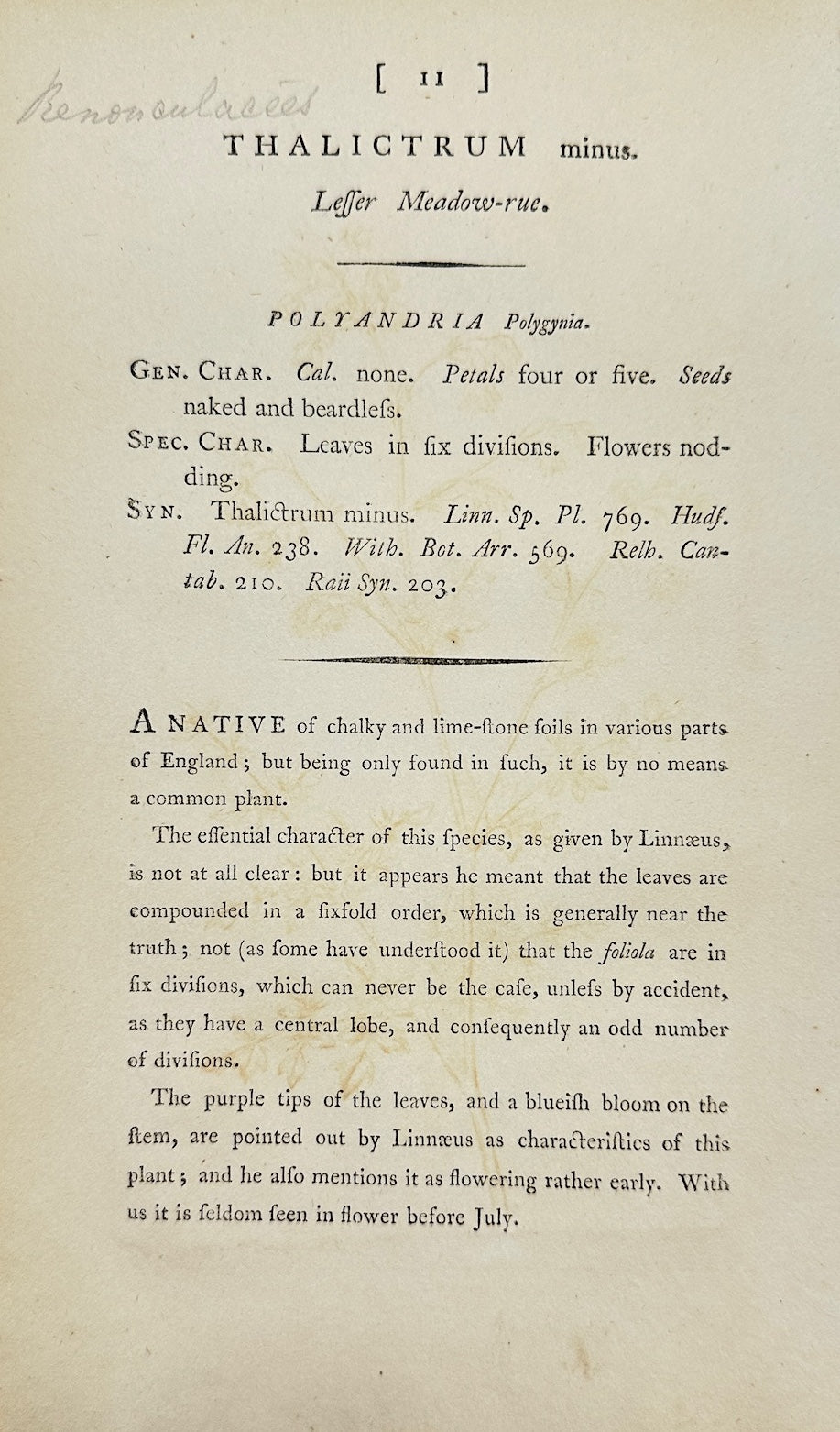 Antique Print - James Sowerby - Thalictrum Minus - Small Meadow Rue - F1